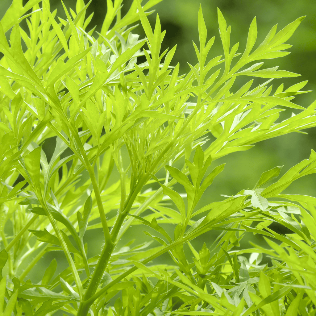Sweet Annie – 50 Seeds | Seeds | Wiccan Center