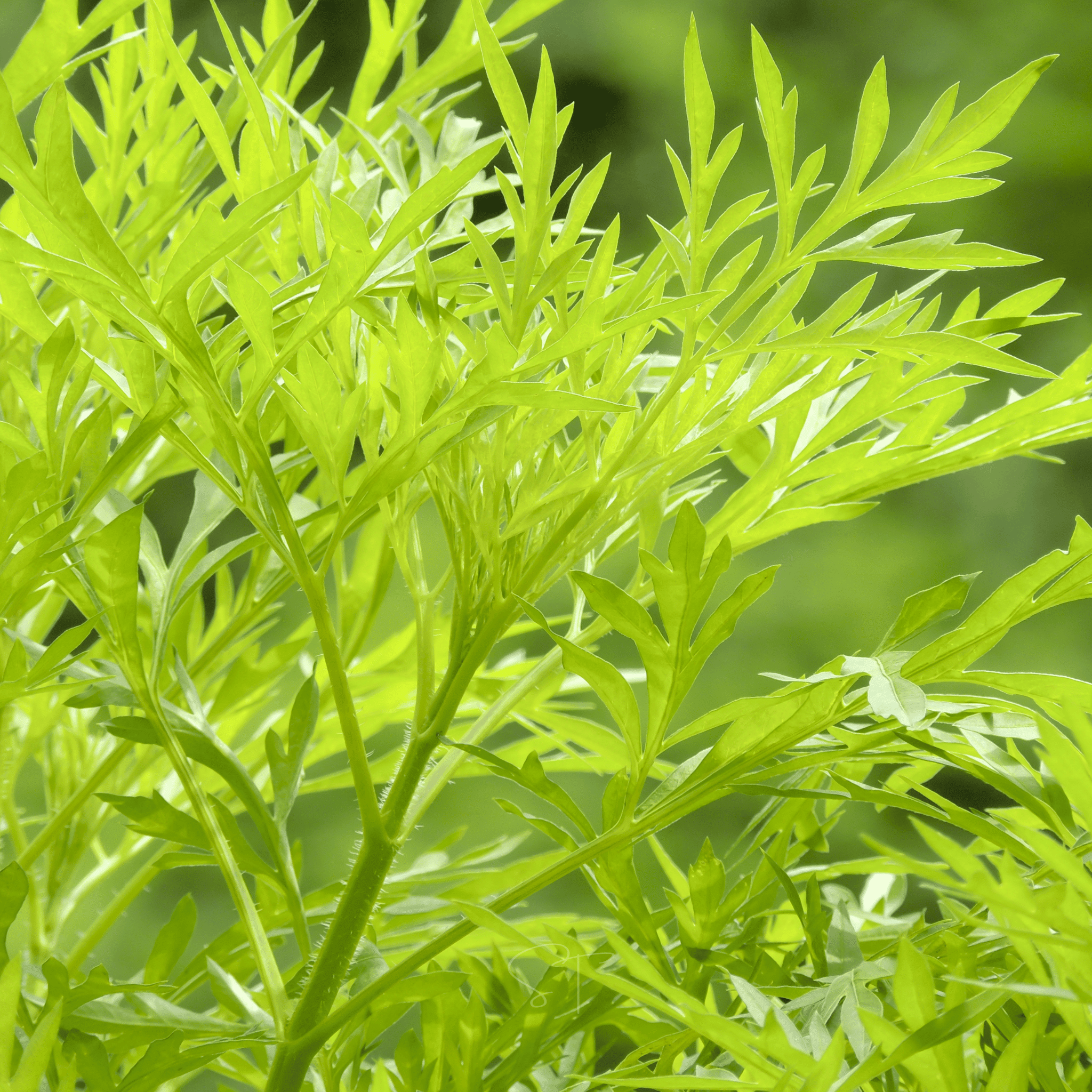 Sweet Annie – 50 Seeds | Seeds | Wiccan Center