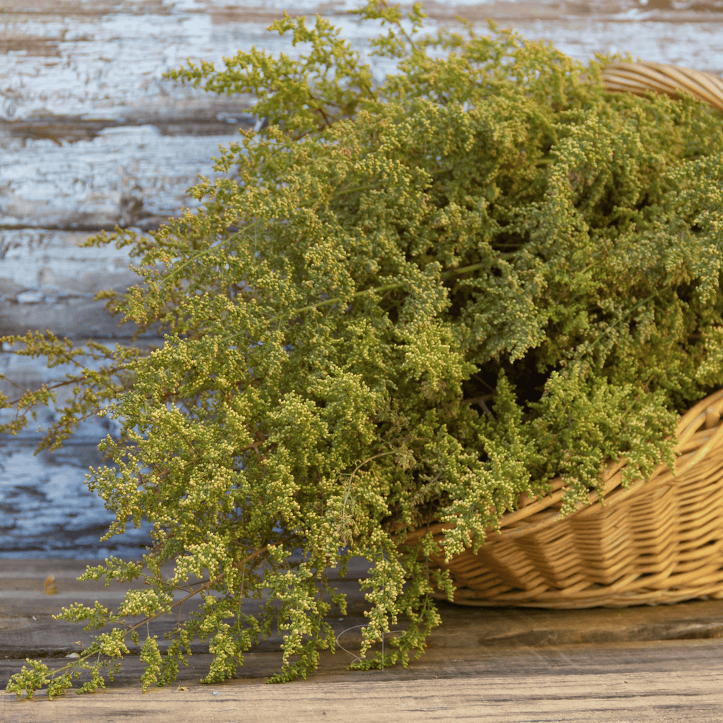 Sweet Annie – 50 Seeds | Seeds | Wiccan Center