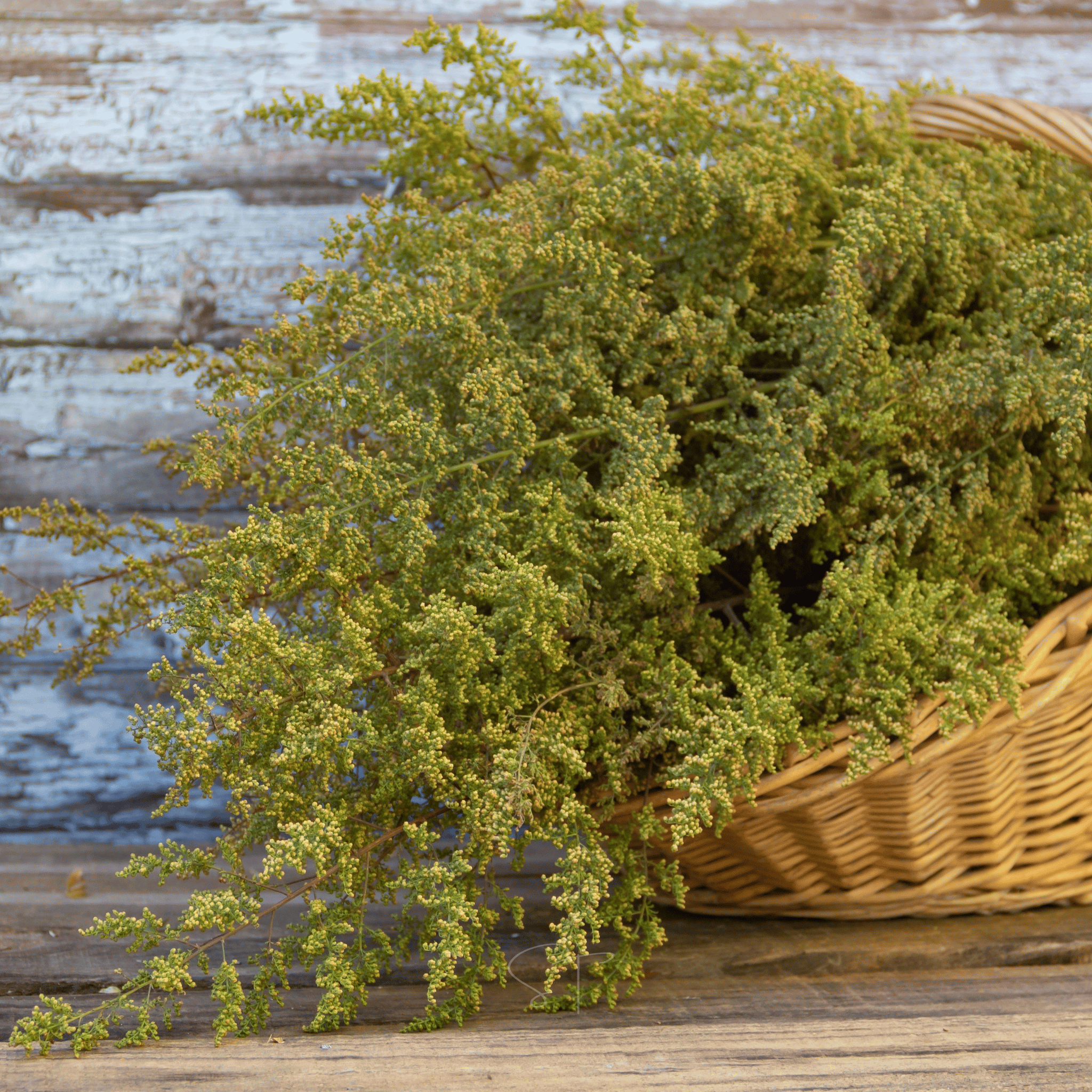 Sweet Annie – 50 Seeds | Seeds | Wiccan Center
