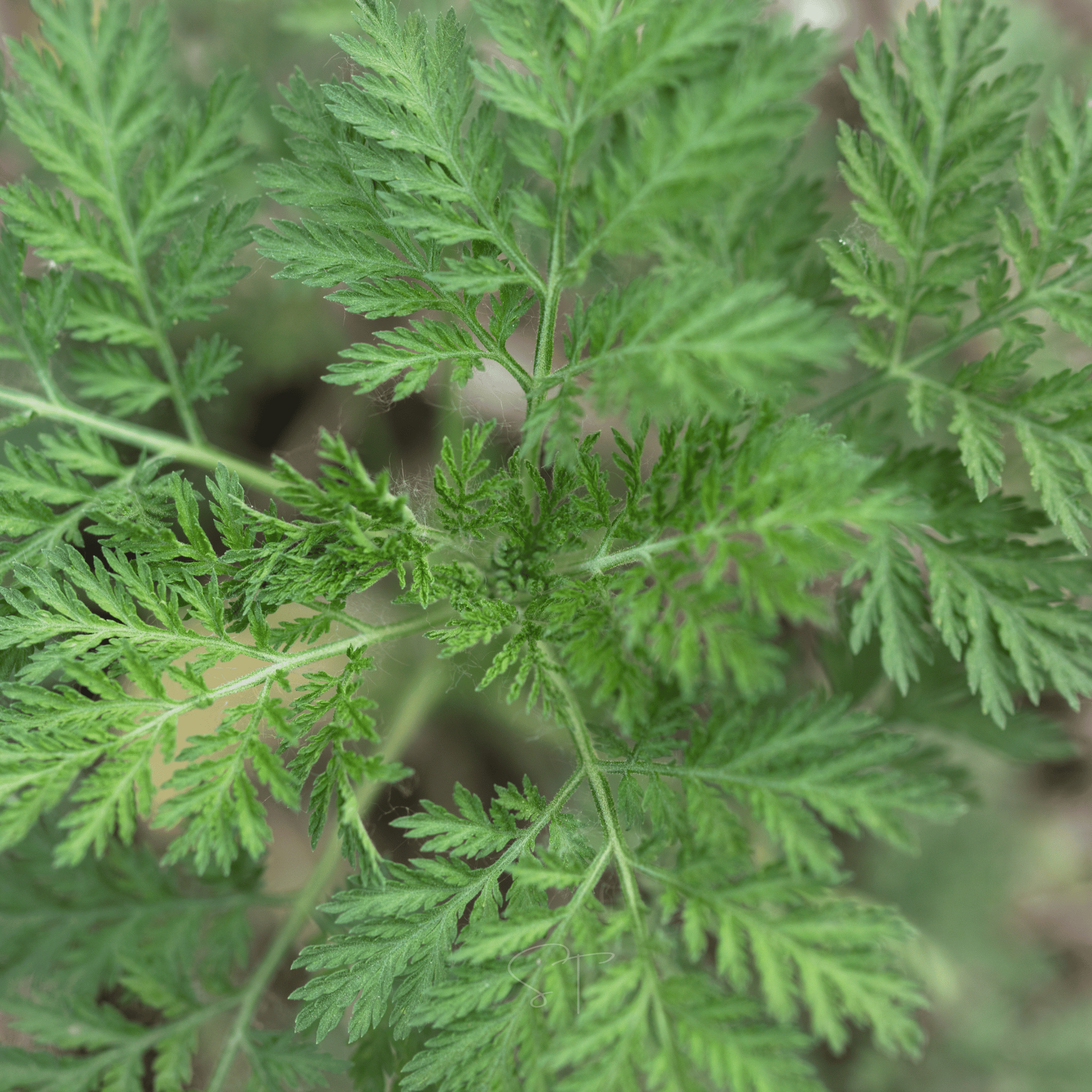 Sweet Annie – 50 Seeds | Seeds | Wiccan Center