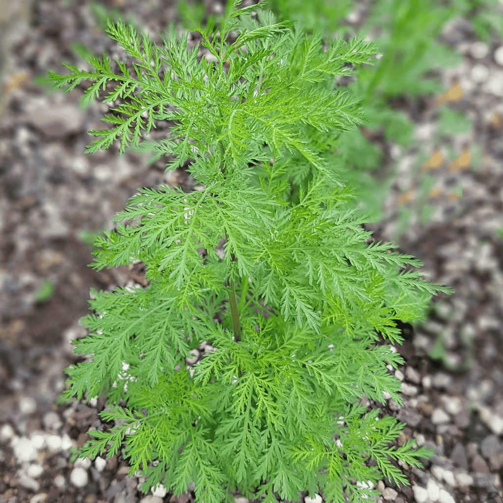 Sweet Annie – 50 Seeds | Seeds | Wiccan Center