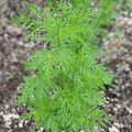 Sweet Annie – 50 Seeds | Seeds | Wiccan Center