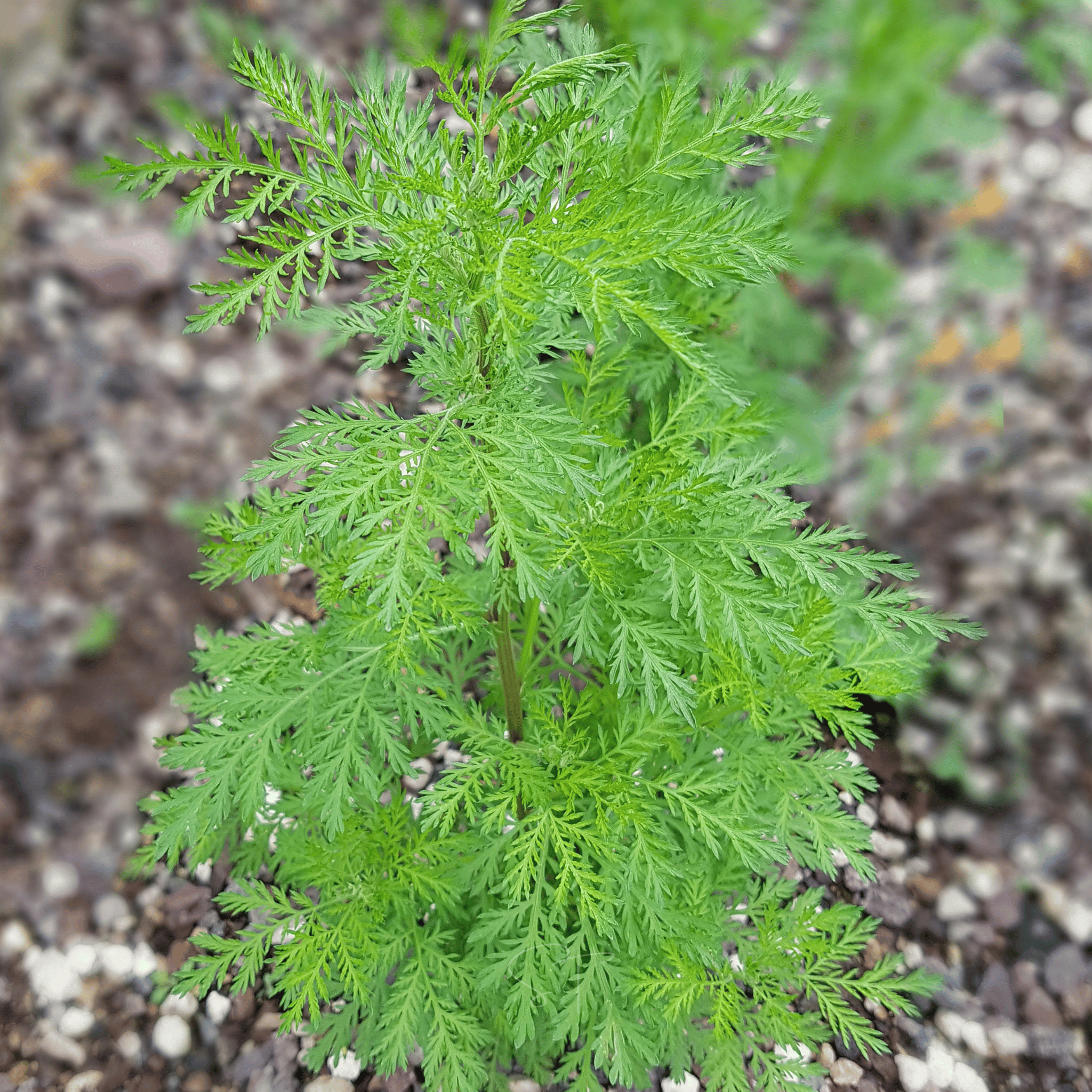 Sweet Annie – 50 Seeds | Seeds | Wiccan Center