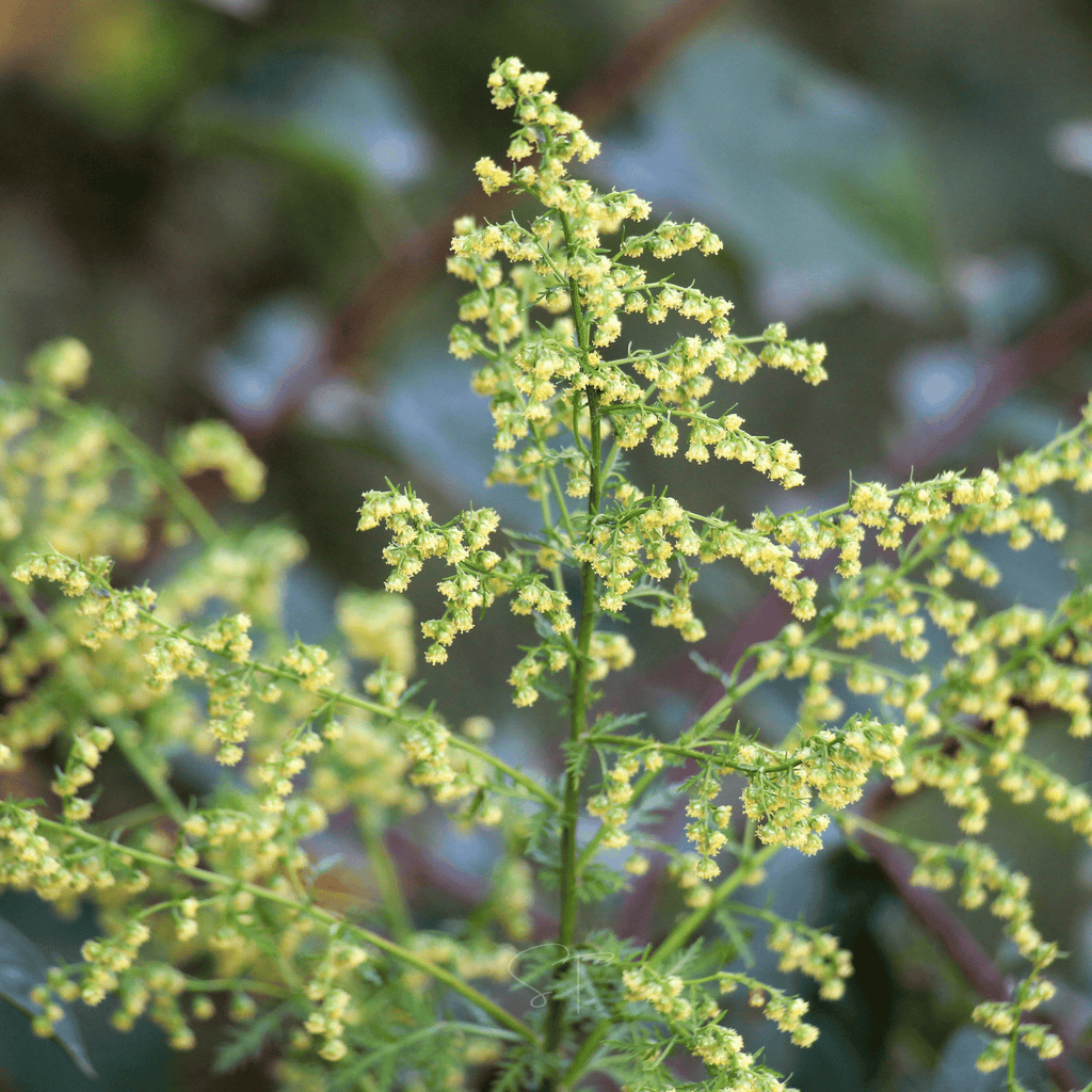 Sweet Annie – 50 Seeds | Seeds | Wiccan Center