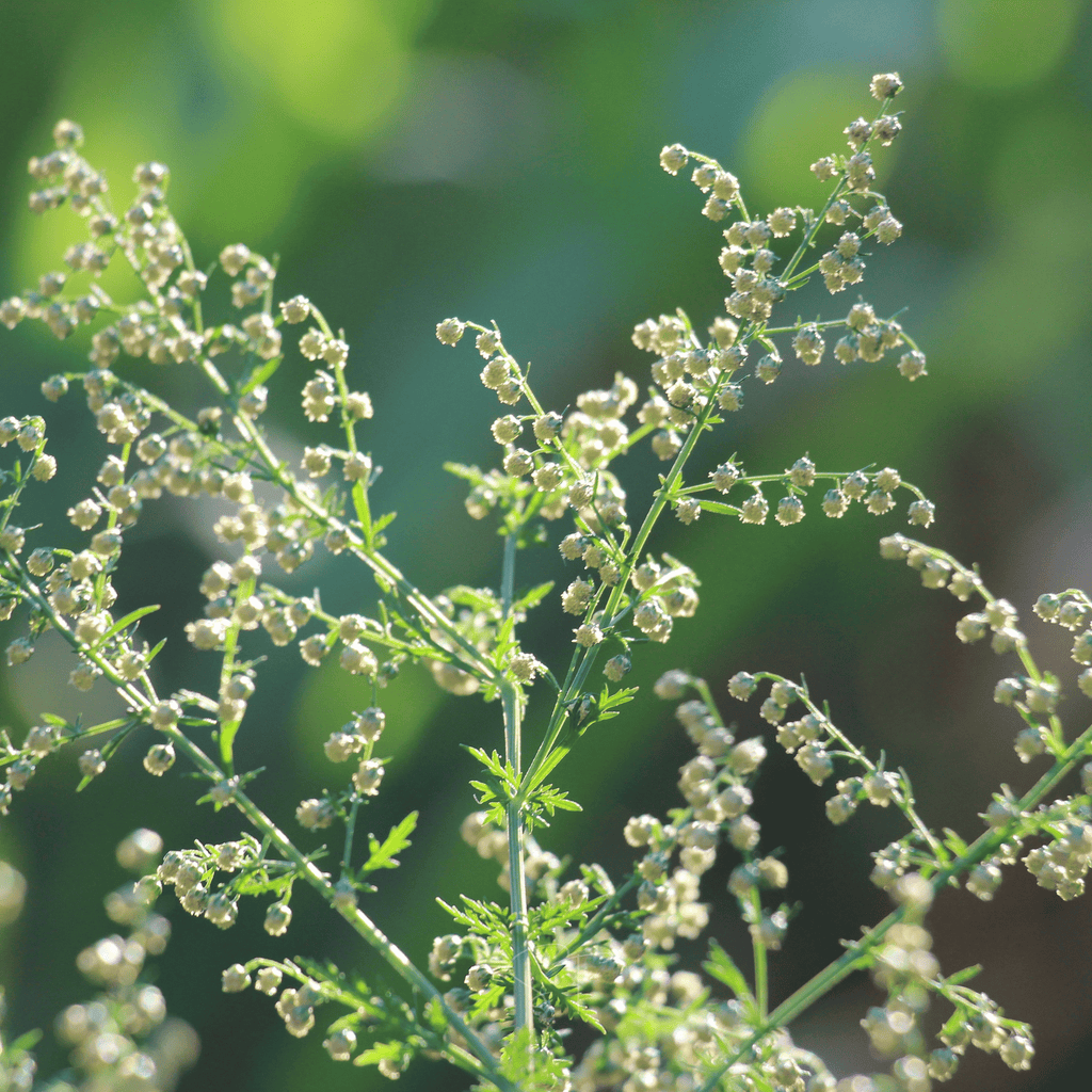 Sweet Annie – 50 Seeds | Seeds | Wiccan Center