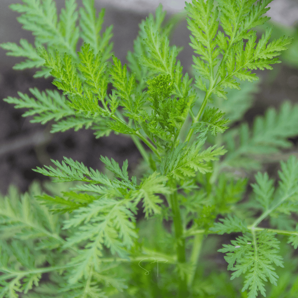 Sweet Annie – 50 Seeds | Seeds | Wiccan Center