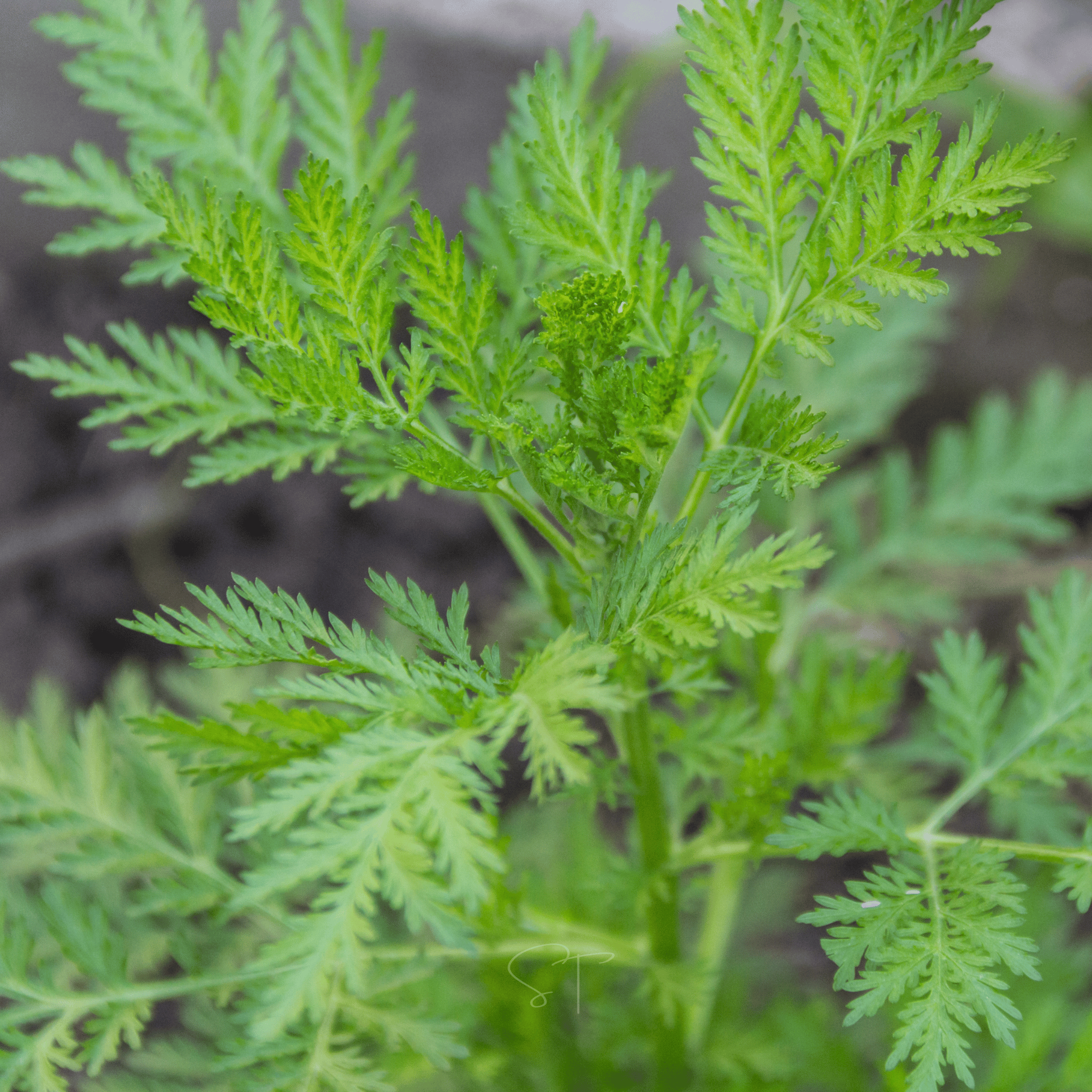 Sweet Annie – 50 Seeds | Seeds | Wiccan Center