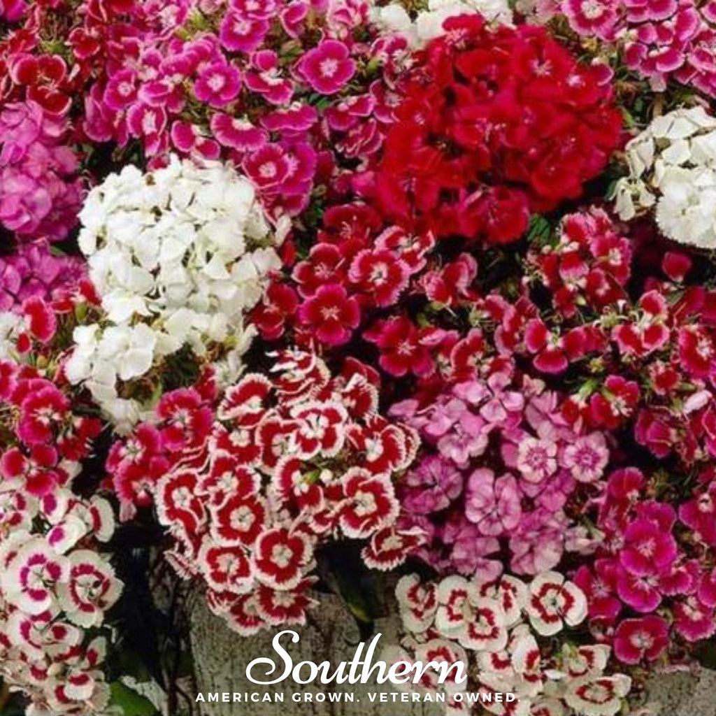 Sweet William (Dianthus) – 250 Seeds | | Wiccan Center