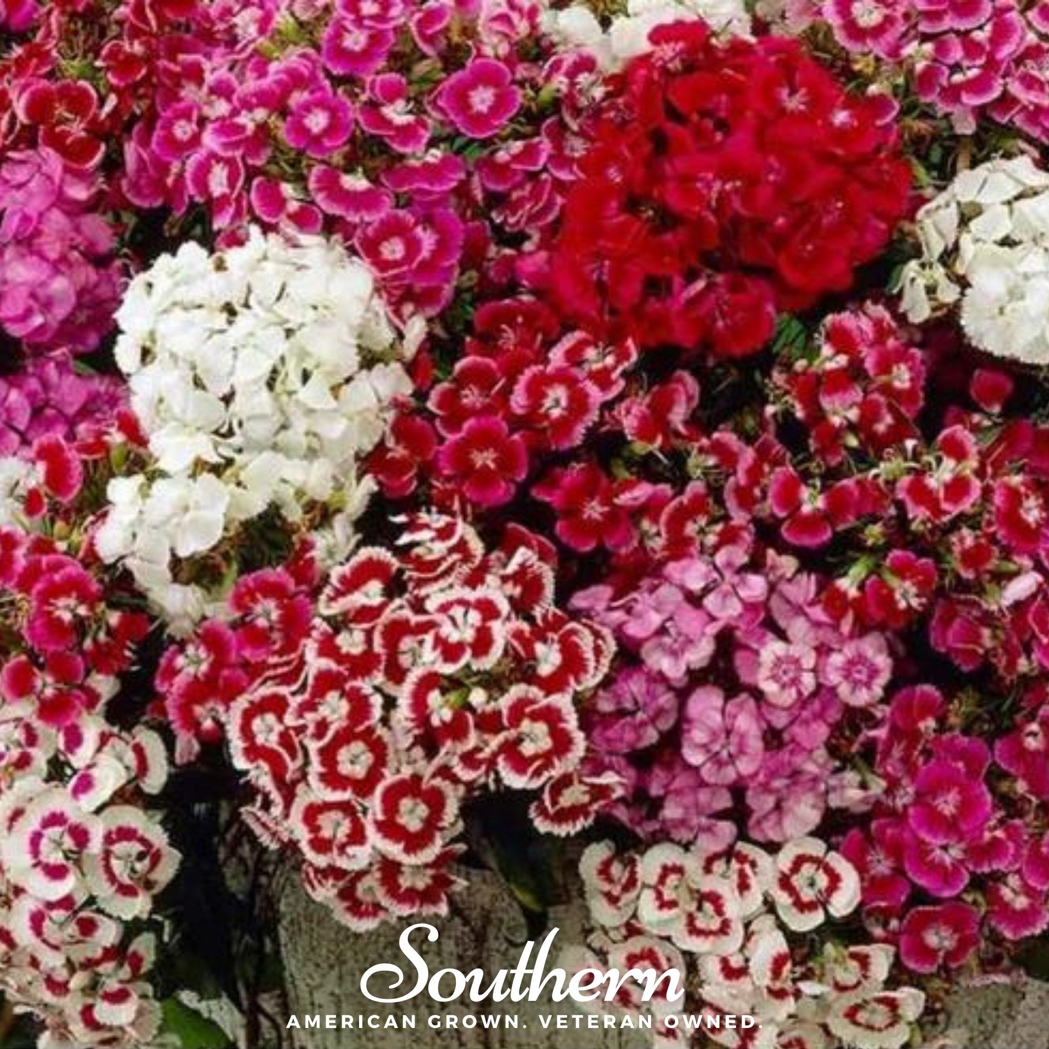 Sweet William (Dianthus) – 250 Seeds | | Wiccan Center