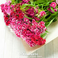 Sweet William (Dianthus) – 250 Seeds | | Wiccan Center