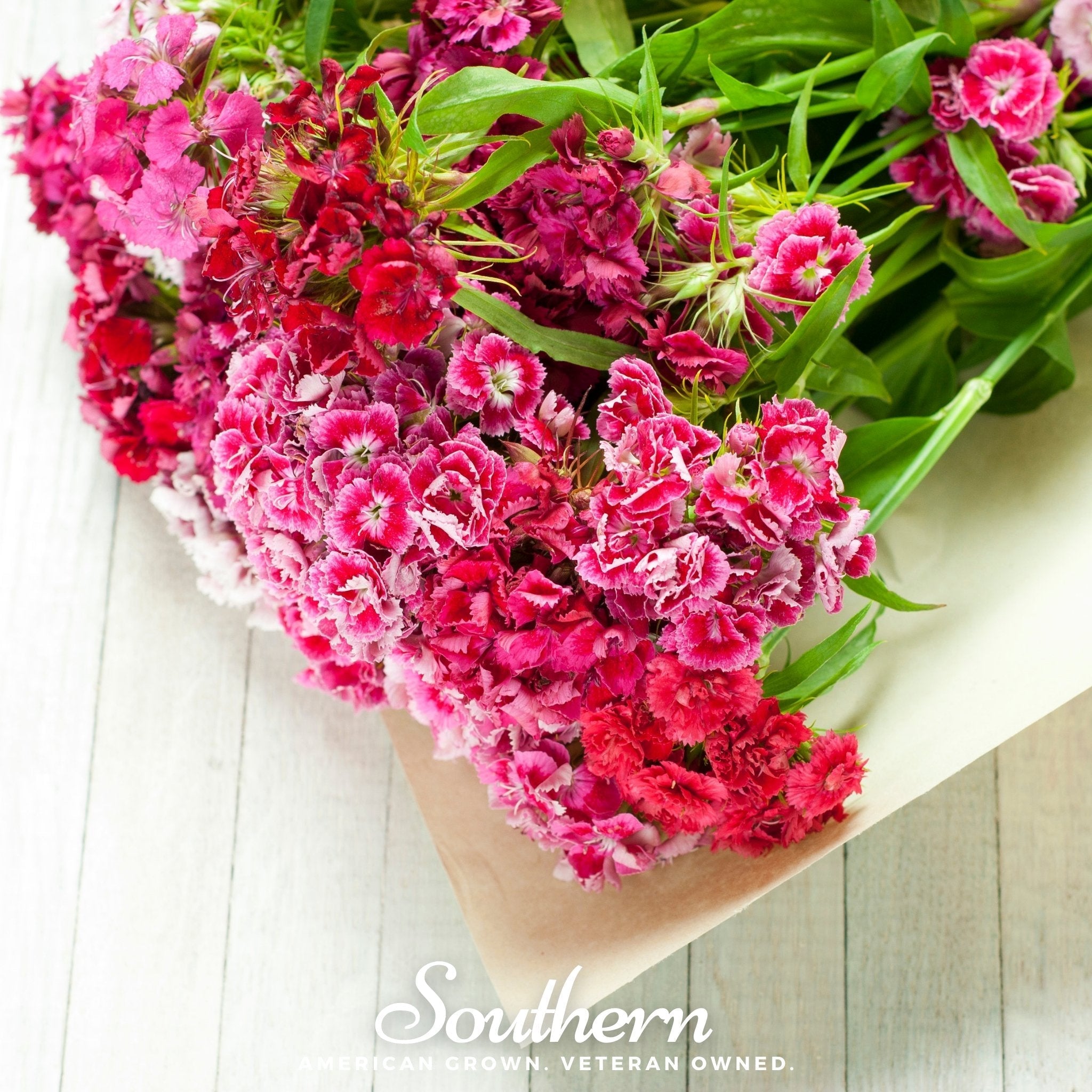 Sweet William (Dianthus) – 250 Seeds | | Wiccan Center