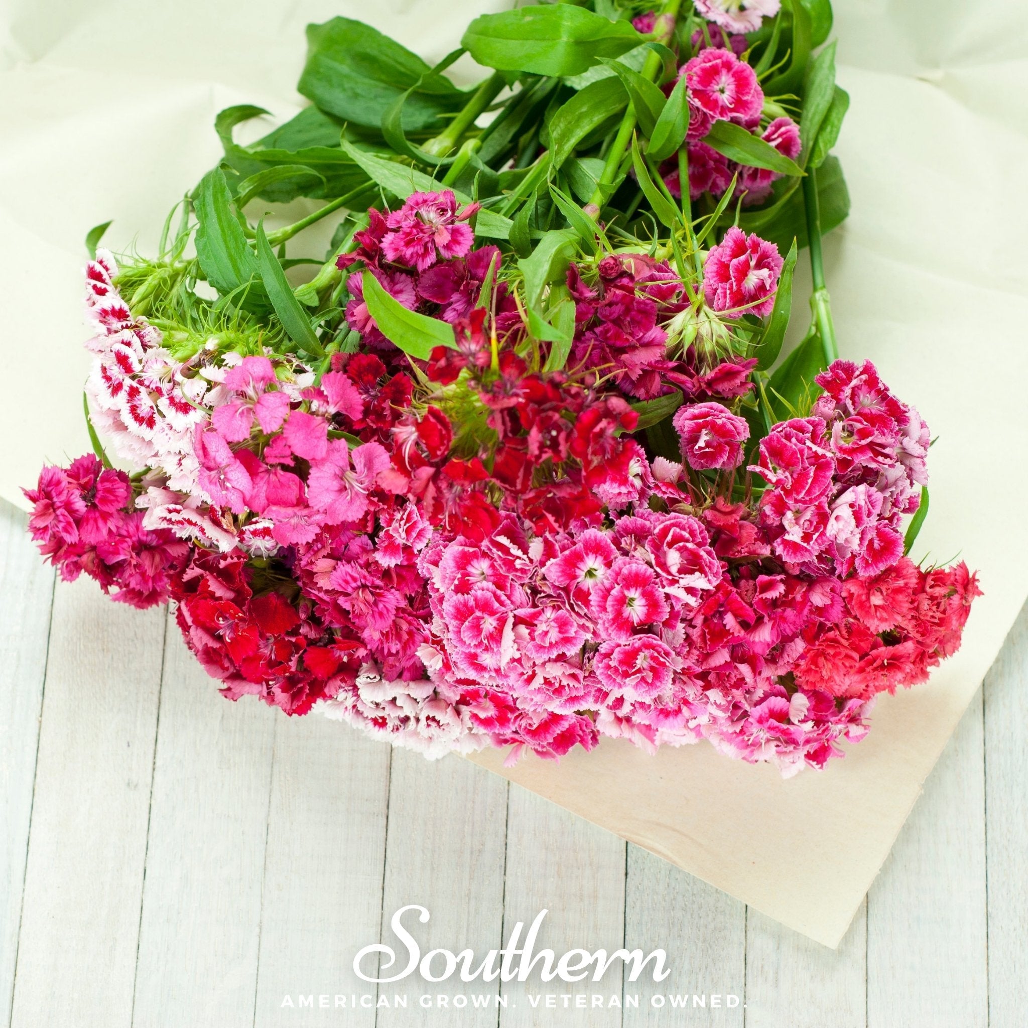 Sweet William (Dianthus) – 250 Seeds | | Wiccan Center