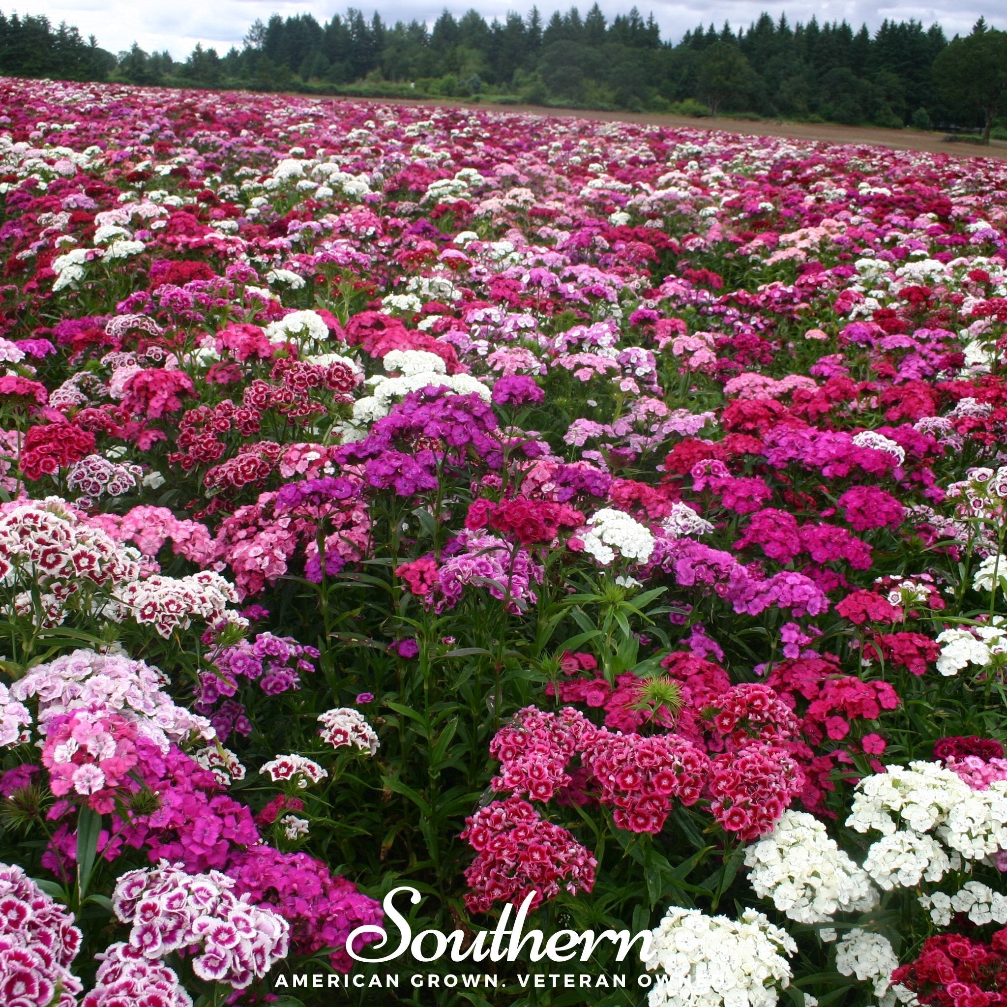 Sweet William (Dianthus) – 250 Seeds | | Wiccan Center