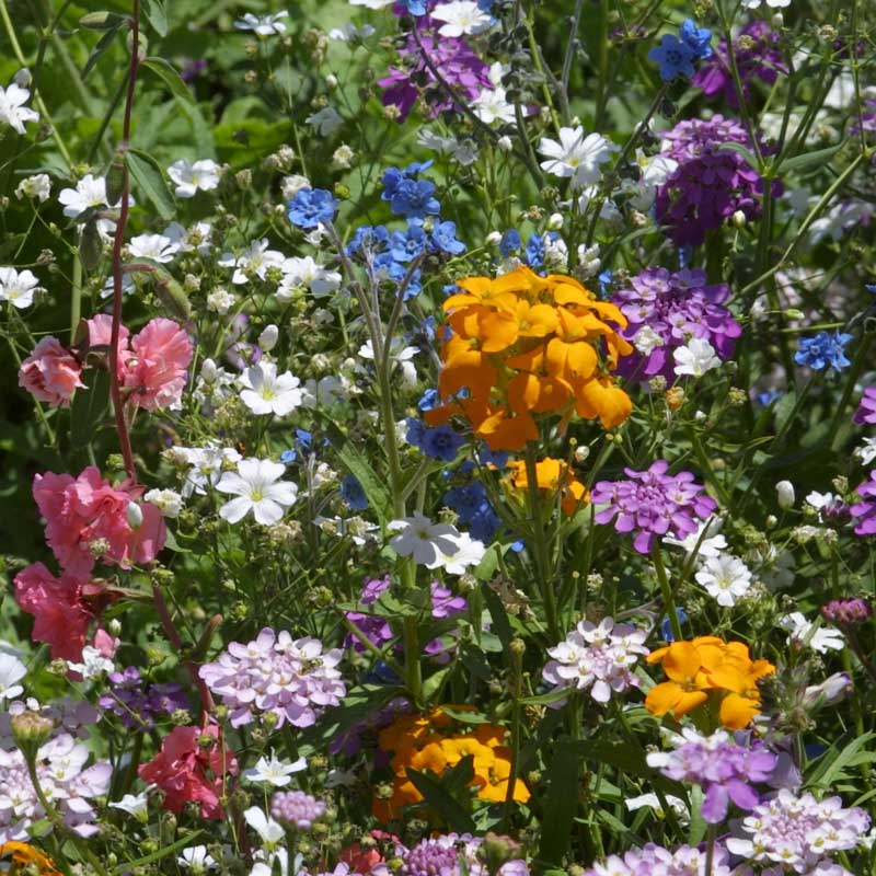 Shady Native Wildflower Mix | | Wiccan Center