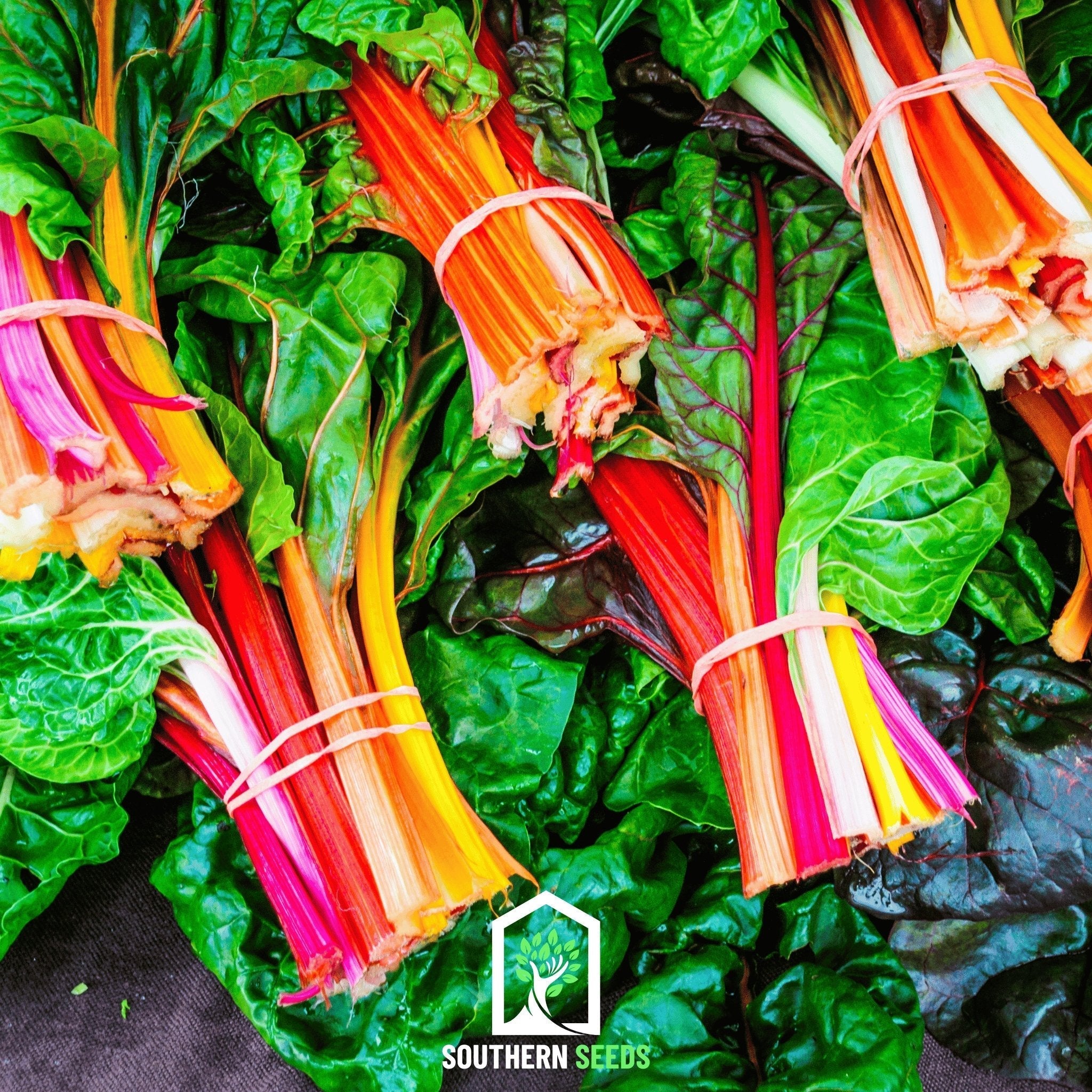 Rainbow Swiss Chard – 150 Seeds | Seeds | Wiccan Center