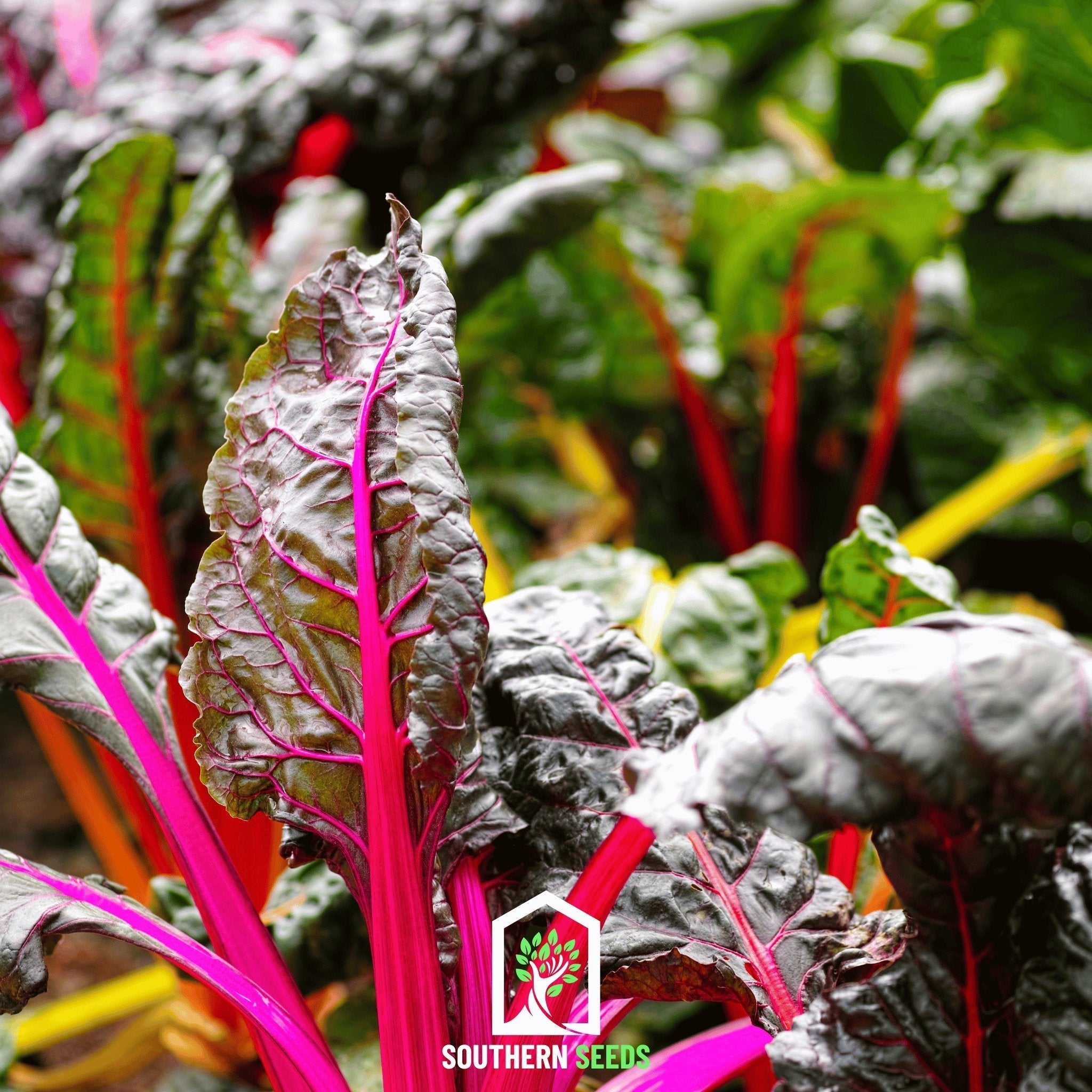 Rainbow Swiss Chard – 150 Seeds | Seeds | Wiccan Center