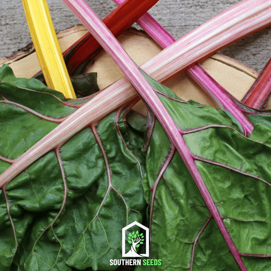 Rainbow Swiss Chard – 150 Seeds | Seeds | Wiccan Center