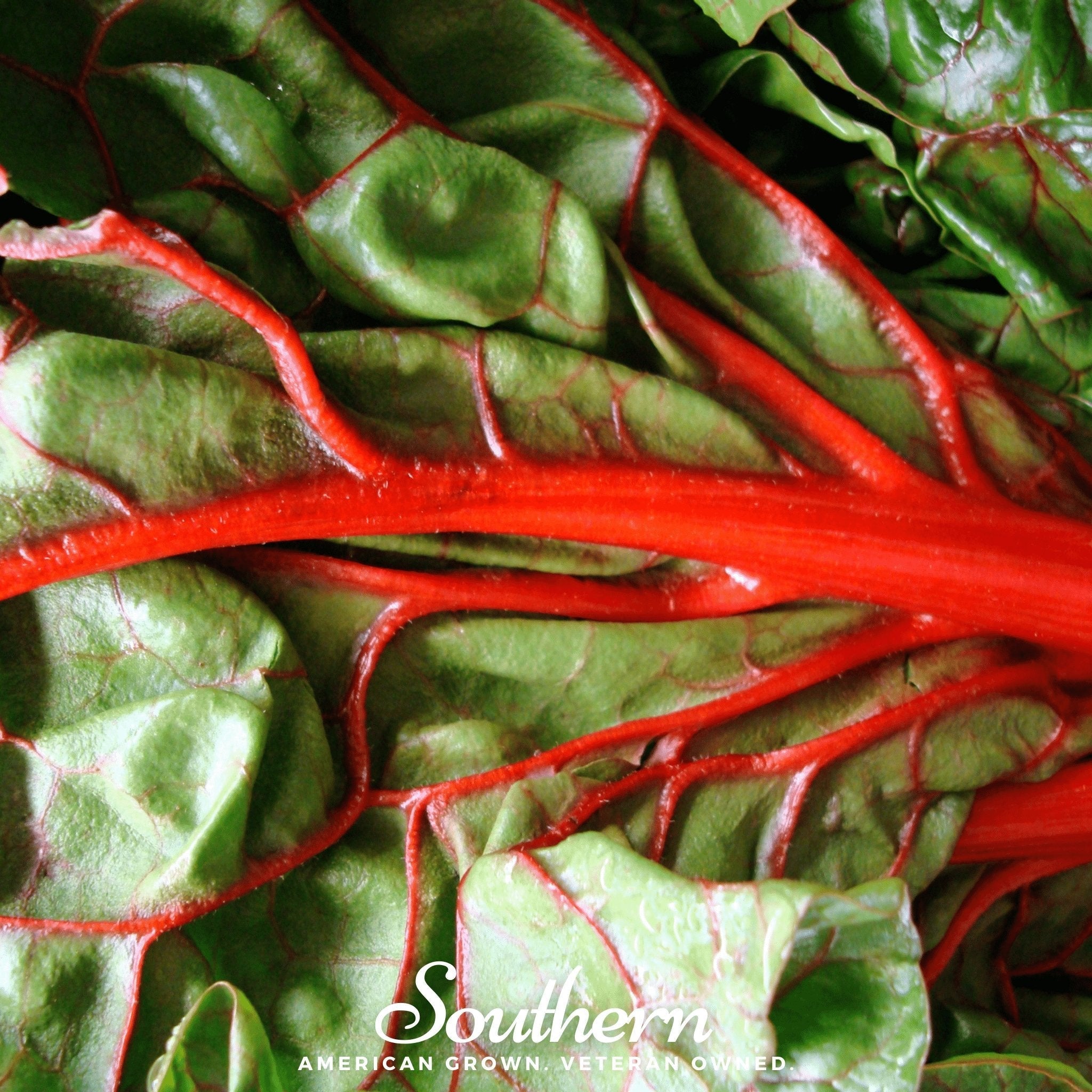 Ruby Red Swiss Chard – 100 Seeds | Seeds | Wiccan Center