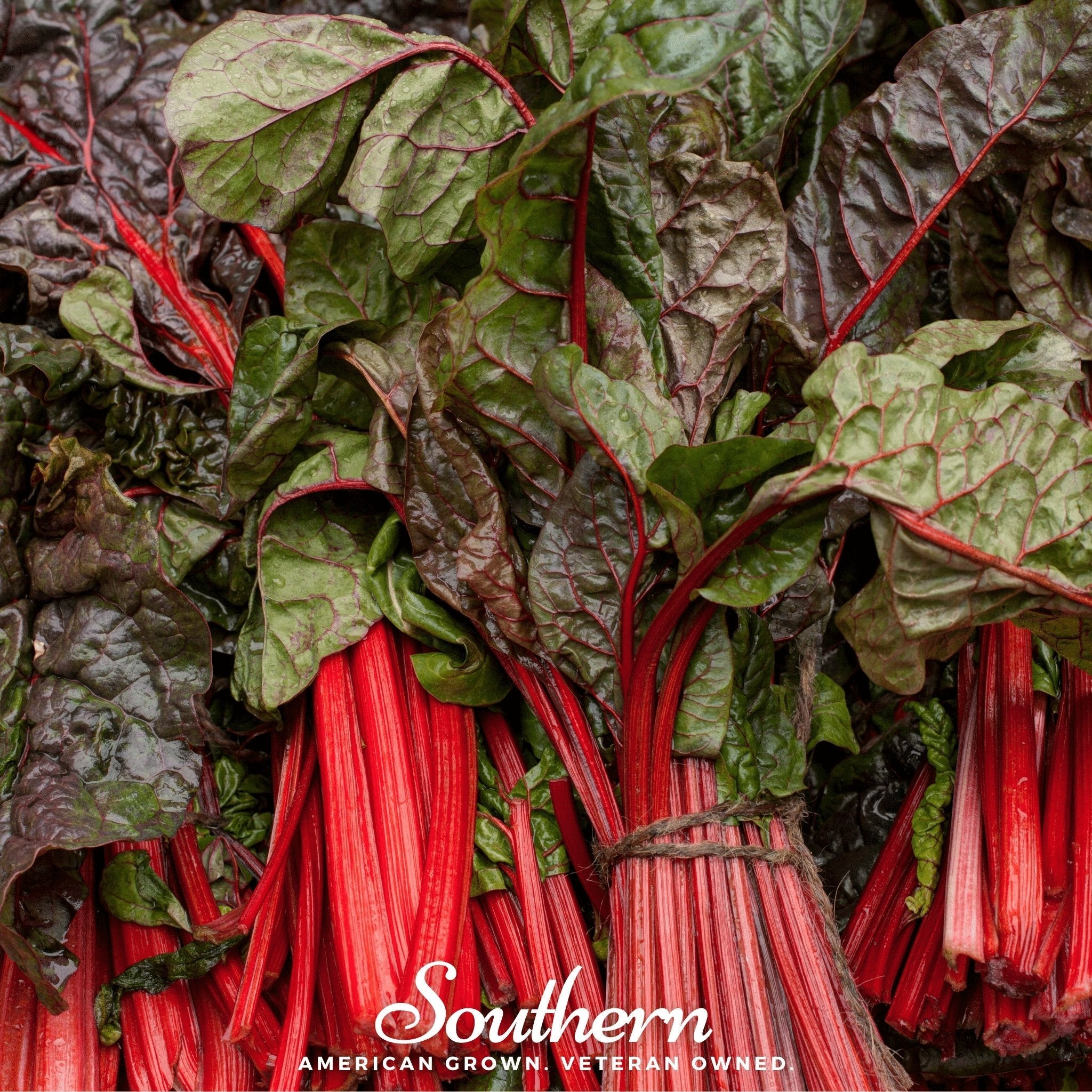 Ruby Red Swiss Chard – 100 Seeds | Seeds | Wiccan Center
