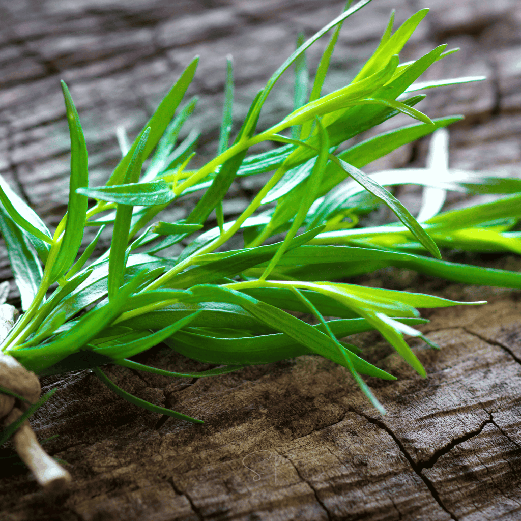Tarragon – 300 Seeds | Seeds | Wiccan Center