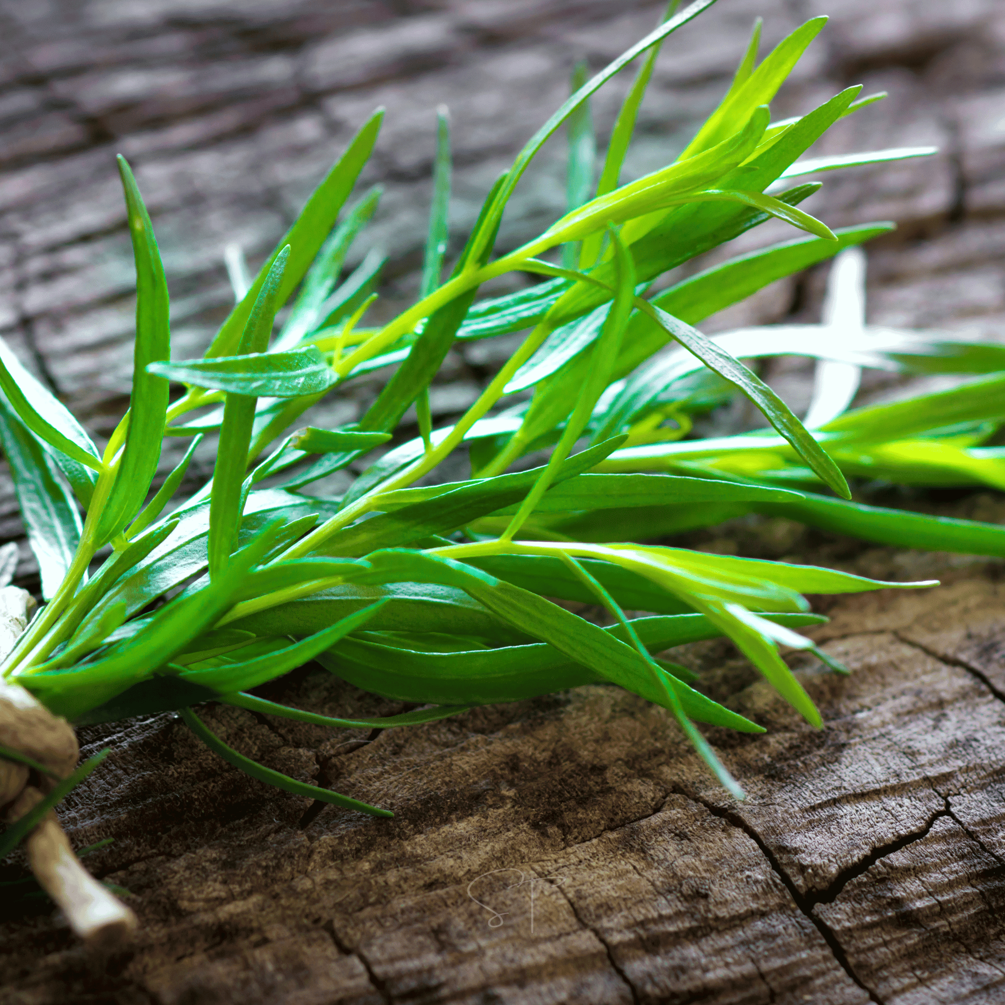 Tarragon – 300 Seeds | Seeds | Wiccan Center