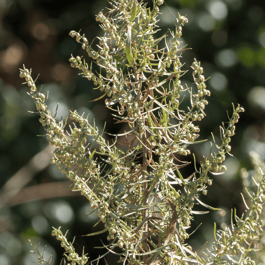 Tarragon – 300 Seeds | Seeds | Wiccan Center