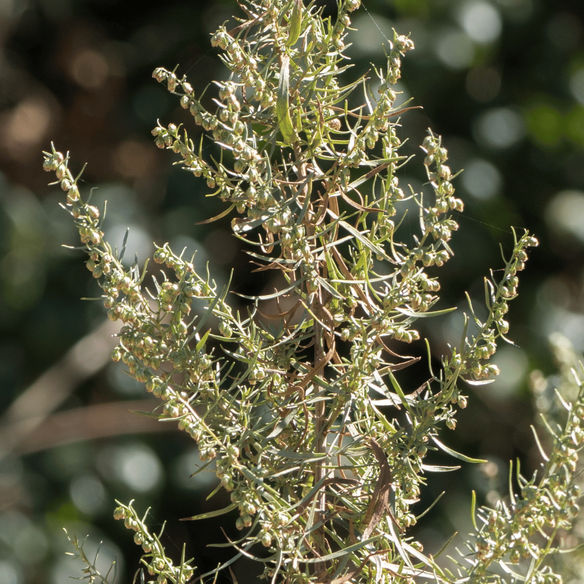 Tarragon – 300 Seeds | Seeds | Wiccan Center