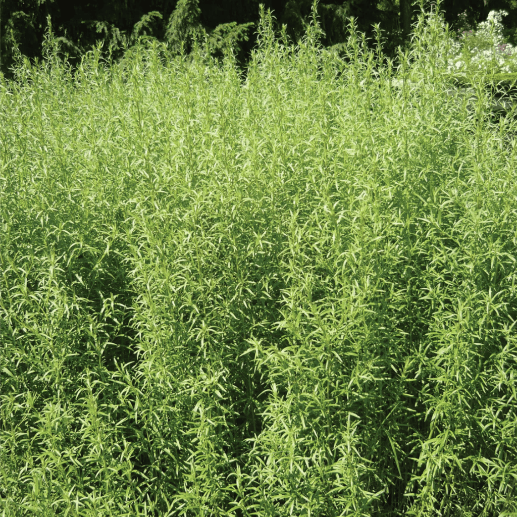 Tarragon – 300 Seeds | Seeds | Wiccan Center