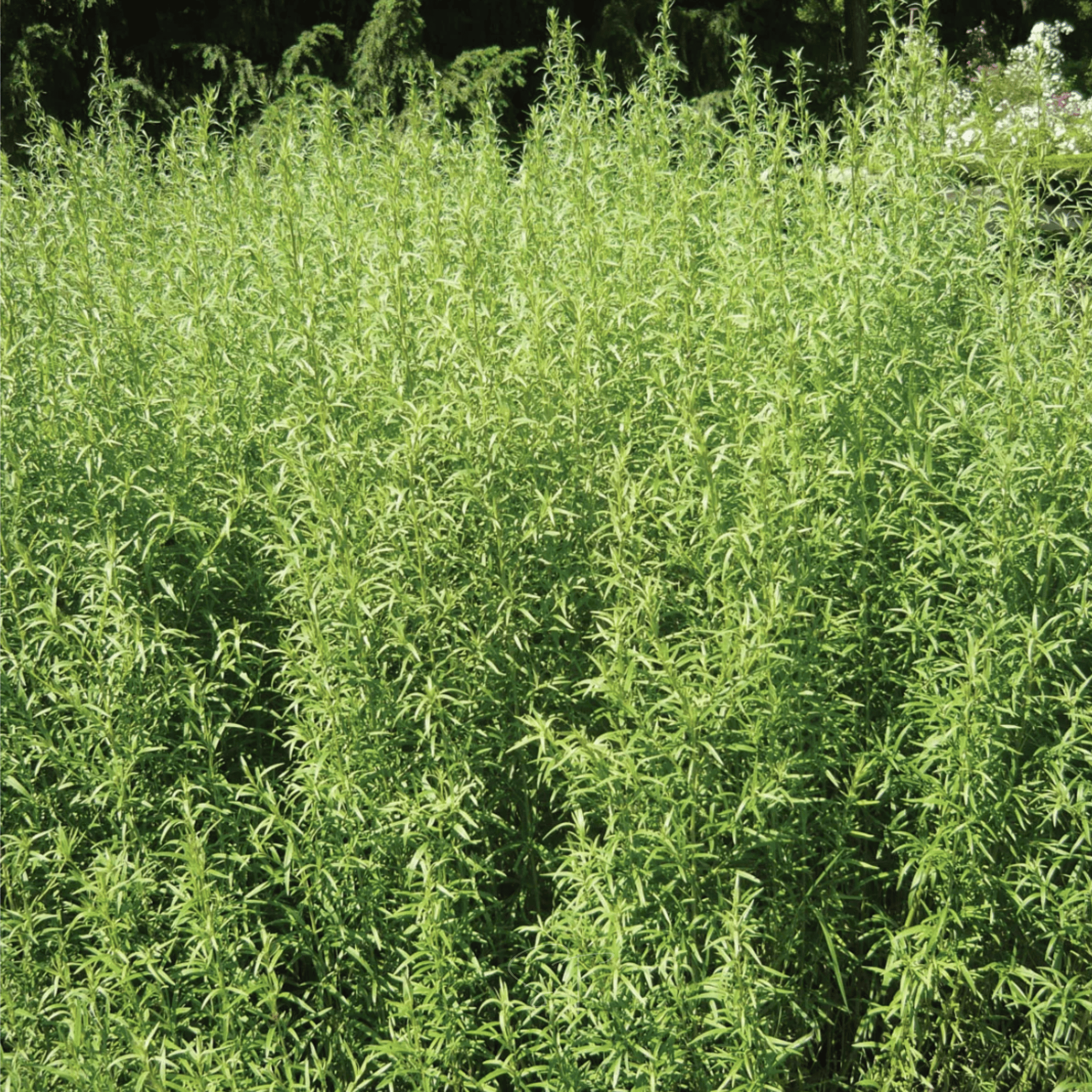 Tarragon – 300 Seeds | Seeds | Wiccan Center