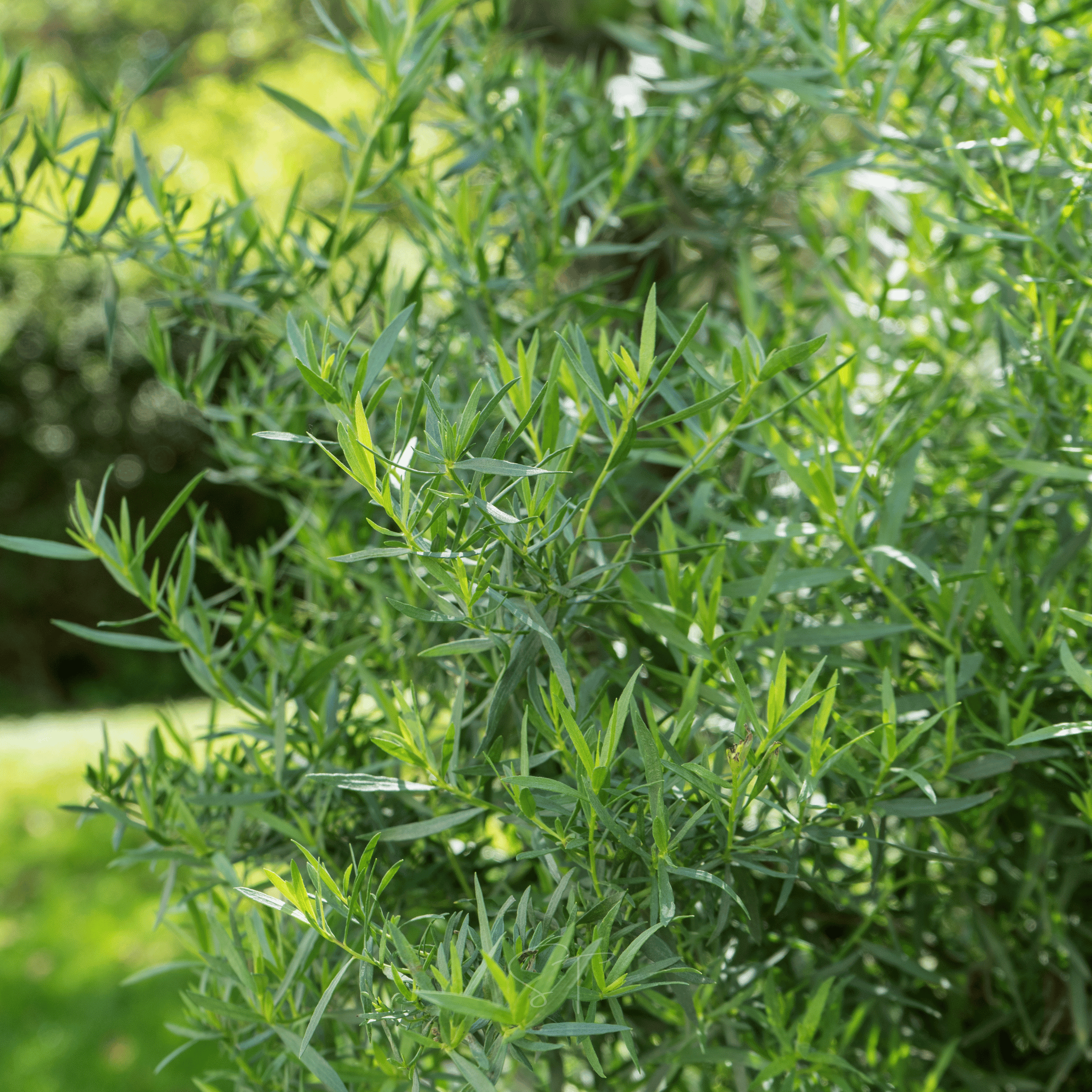 Tarragon – 300 Seeds | Seeds | Wiccan Center