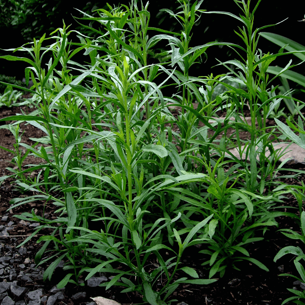 Tarragon – 300 Seeds | Seeds | Wiccan Center