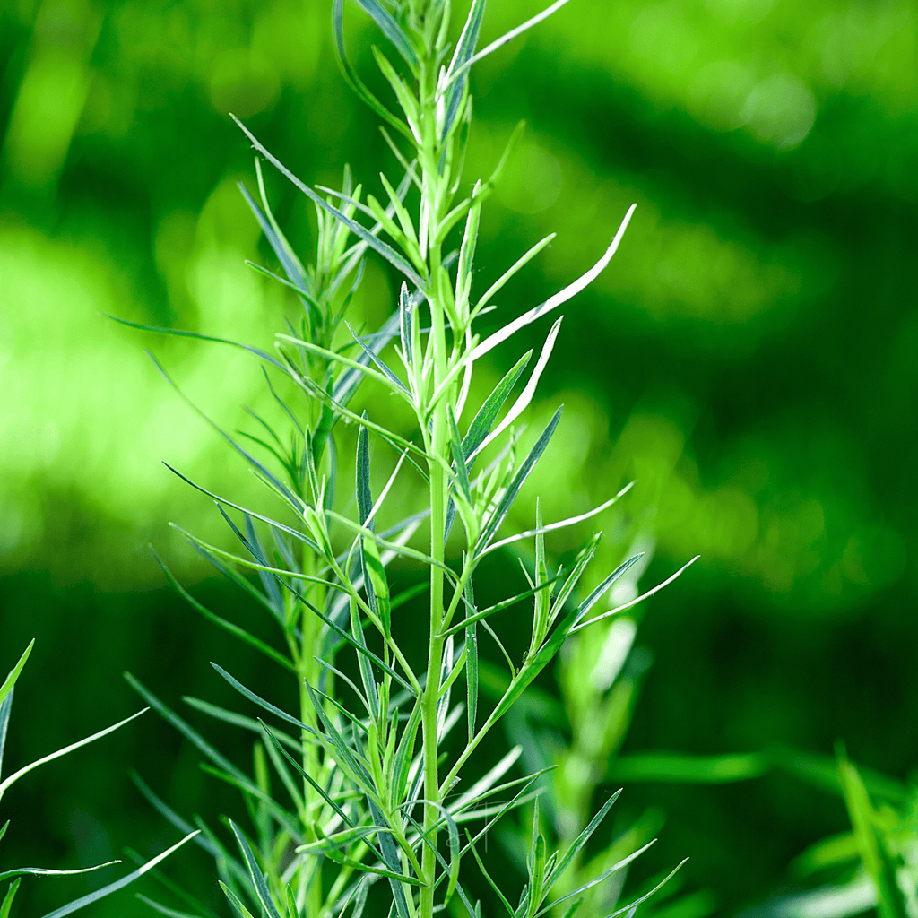 Tarragon – 300 Seeds | Seeds | Wiccan Center