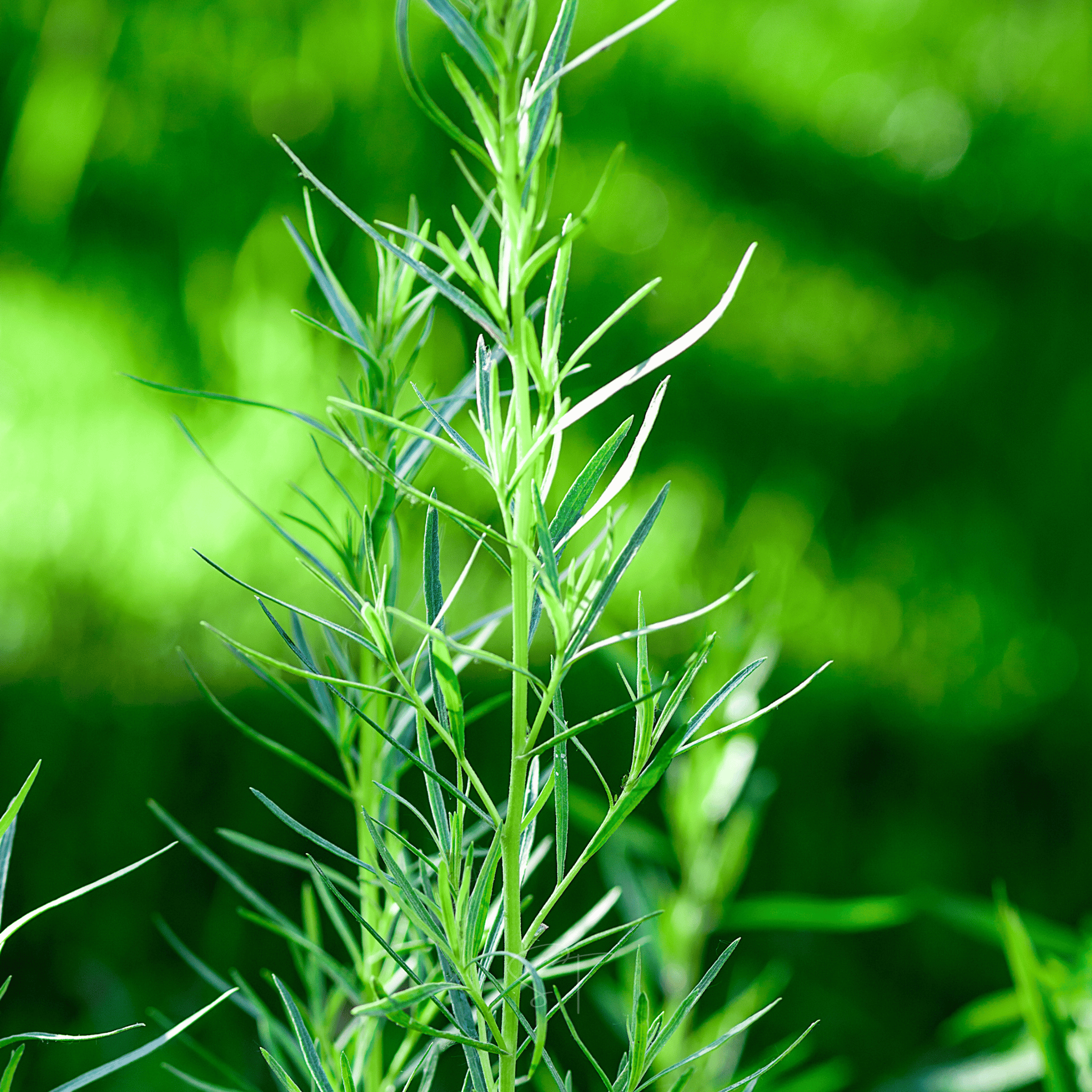 Tarragon – 300 Seeds | Seeds | Wiccan Center