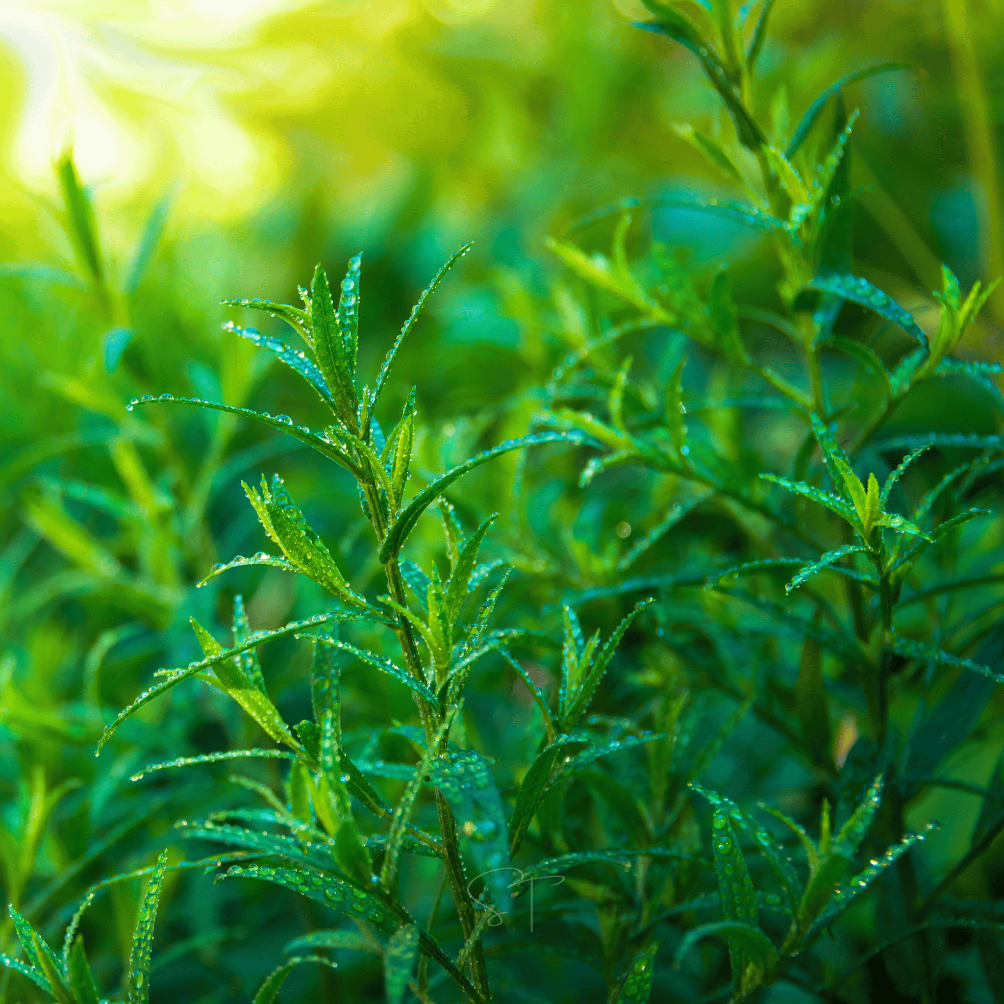 Tarragon – 300 Seeds | Seeds | Wiccan Center