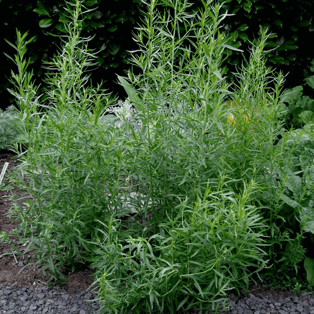 Tarragon – 300 Seeds | Seeds | Wiccan Center