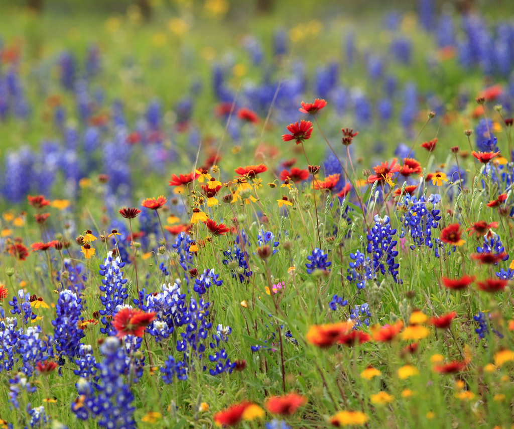 Lone Star Native Wildflower Mix - Bold Blooms. True Texas Roots. | | Wiccan Center
