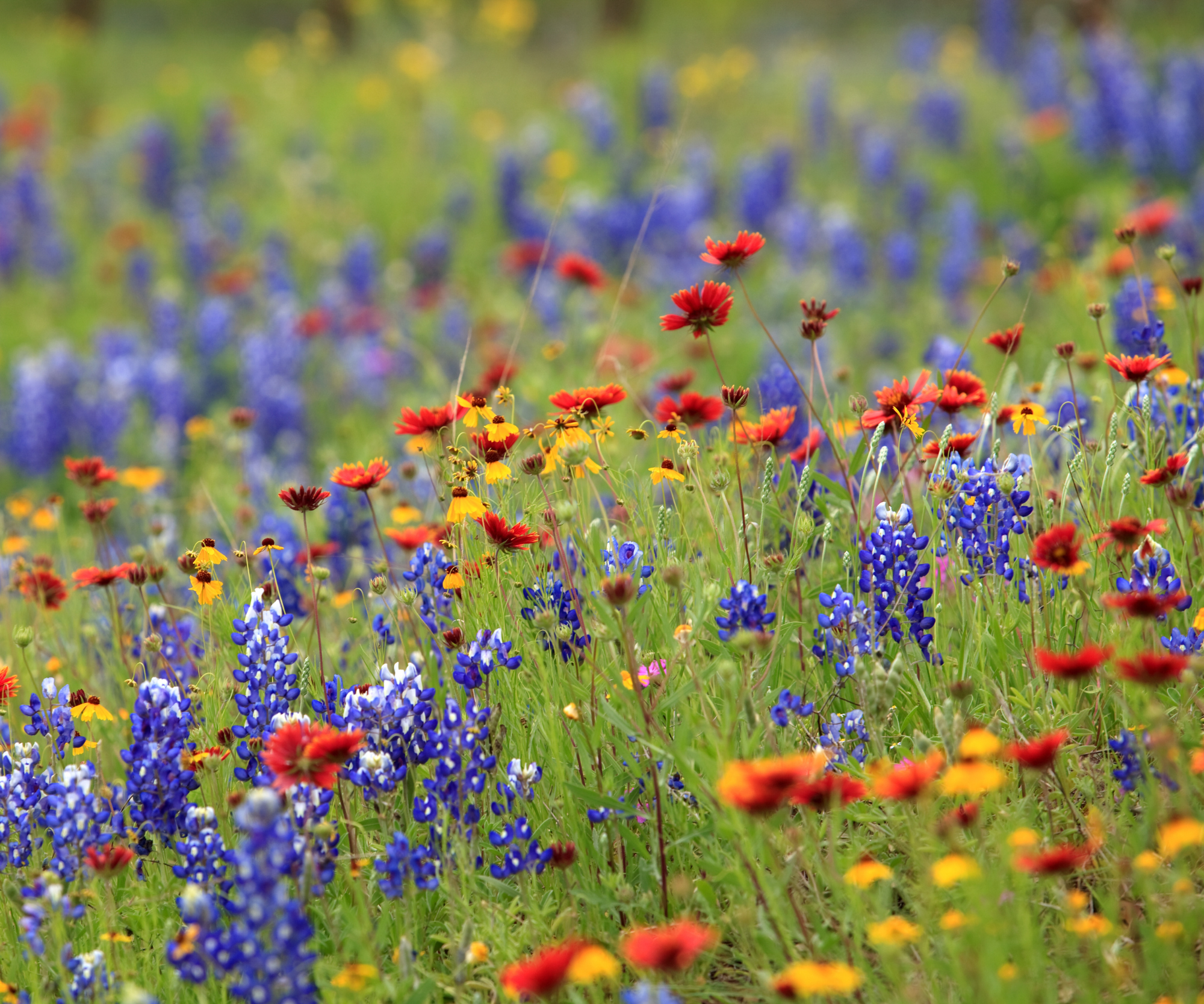 Lone Star Native Wildflower Mix - Bold Blooms. True Texas Roots. | | Wiccan Center