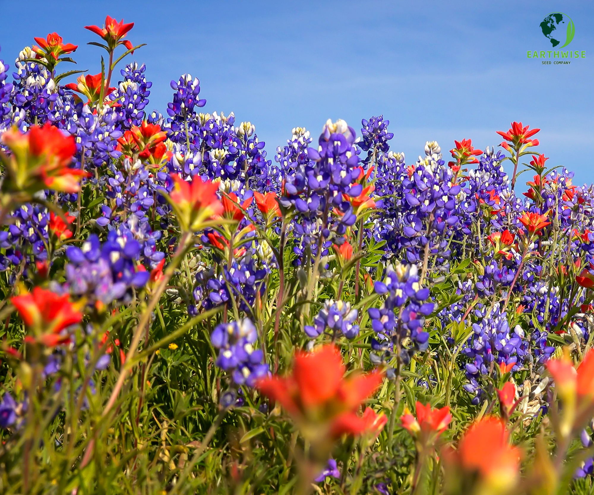 Lone Star Native Wildflower Mix - Bold Blooms. True Texas Roots. | | Wiccan Center