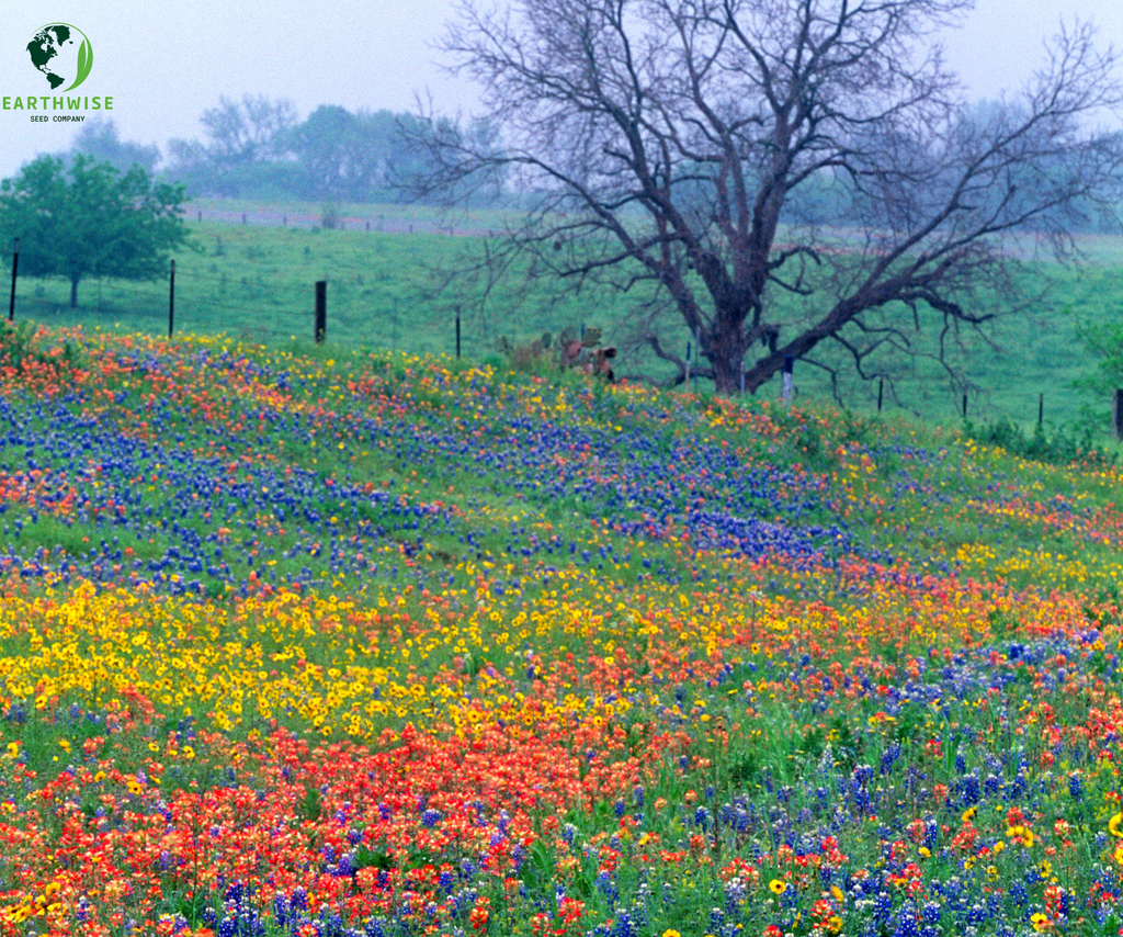Lone Star Native Wildflower Mix - Bold Blooms. True Texas Roots. | | Wiccan Center