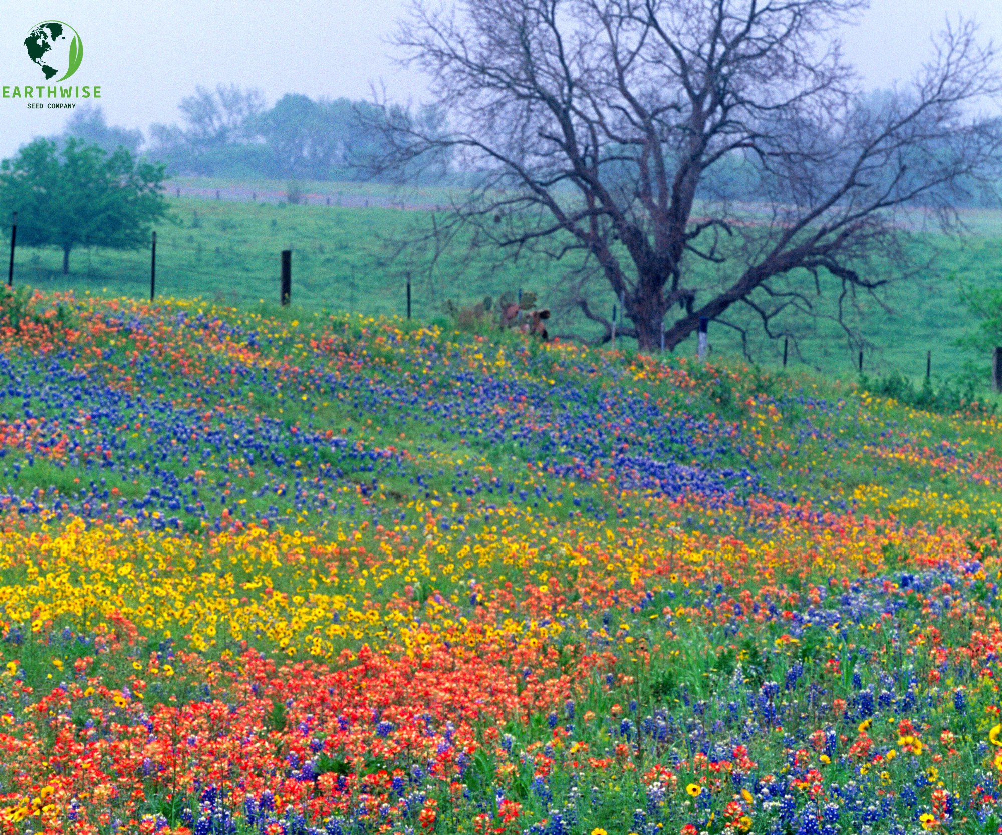 Lone Star Native Wildflower Mix - Bold Blooms. True Texas Roots. | | Wiccan Center