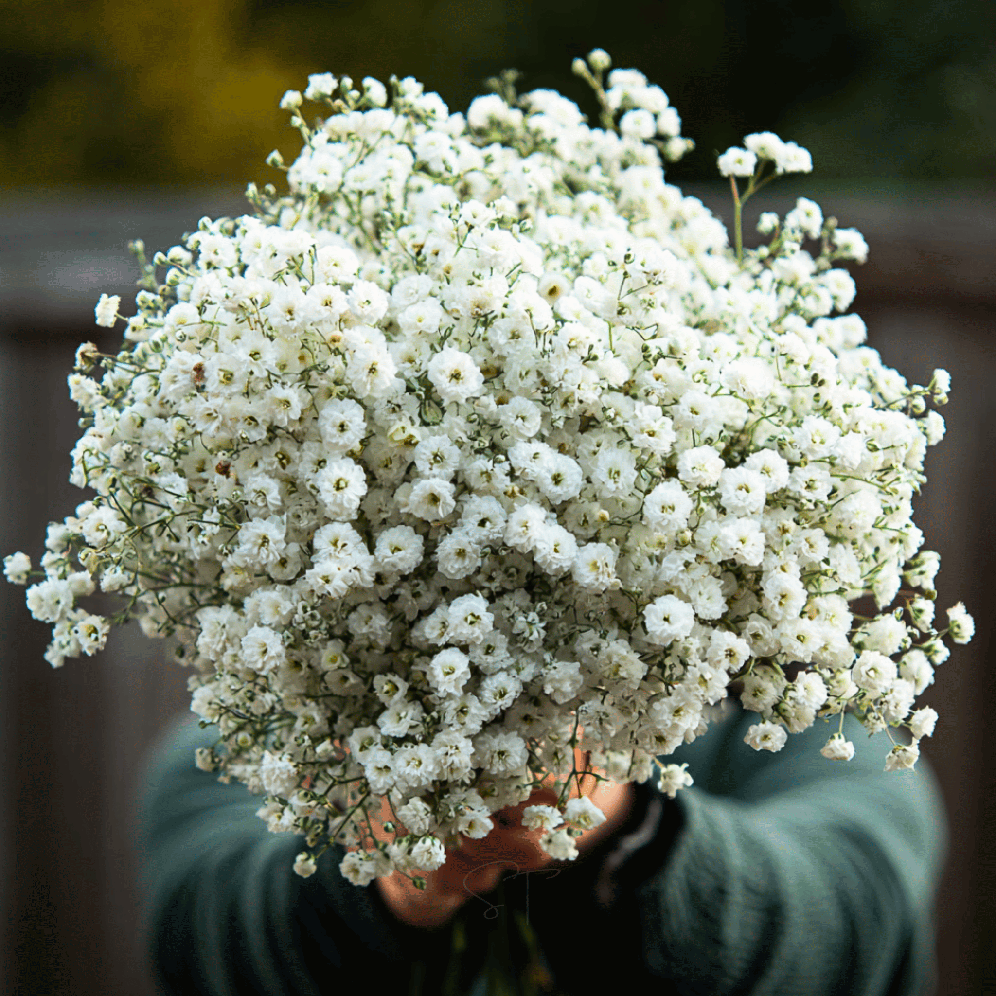 The Pearl Yarrow – 100 Seeds | Seeds | Wiccan Center