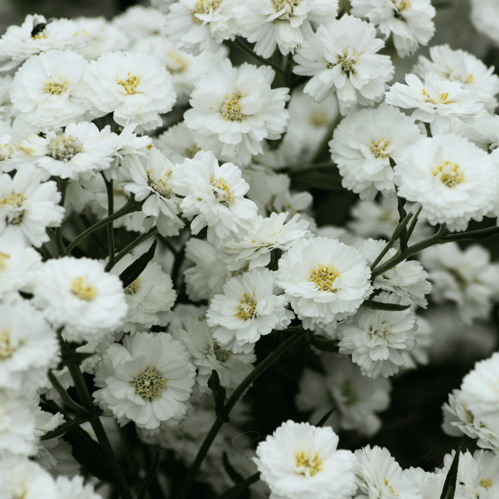 The Pearl Yarrow – 100 Seeds | Seeds | Wiccan Center