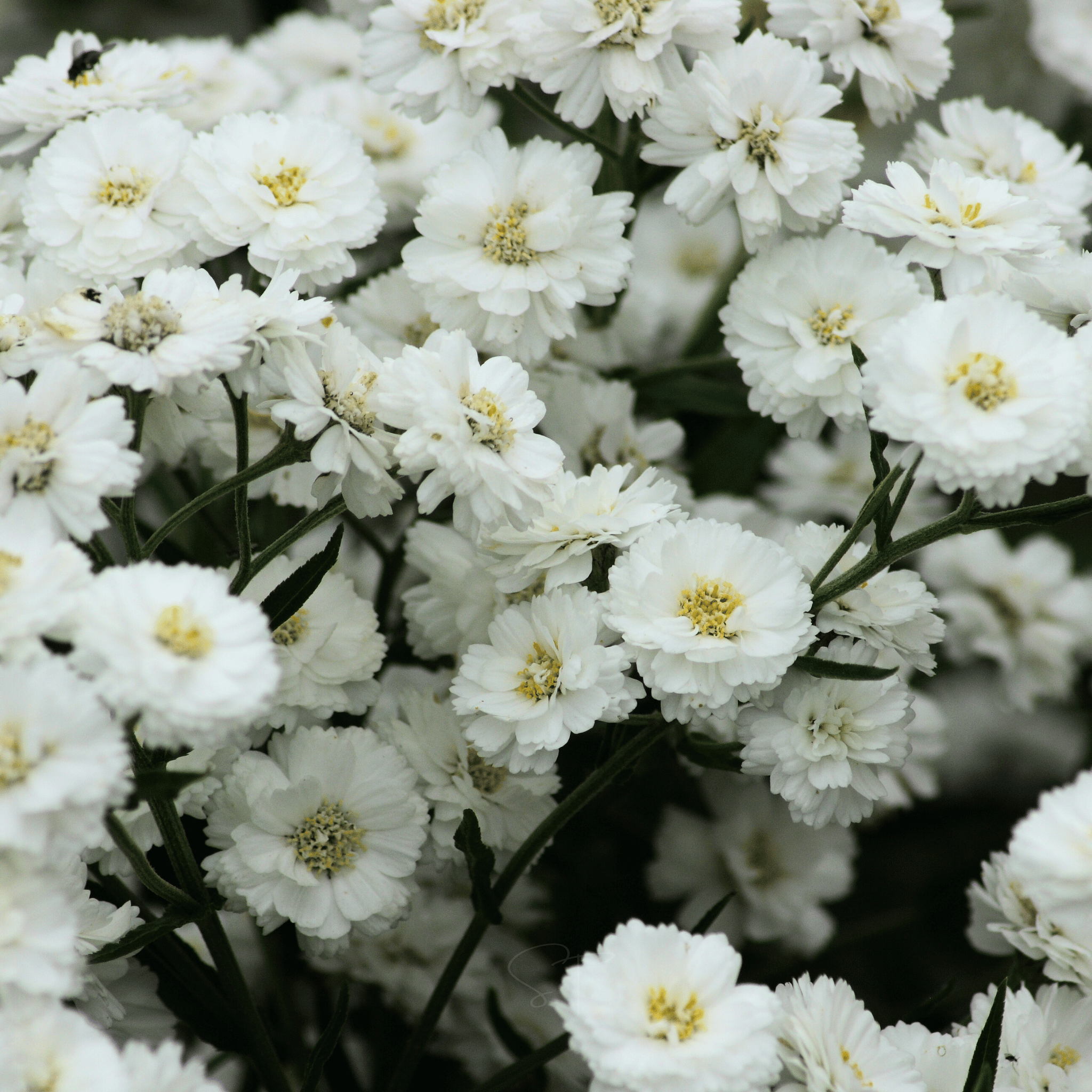 The Pearl Yarrow – 100 Seeds | Seeds | Wiccan Center