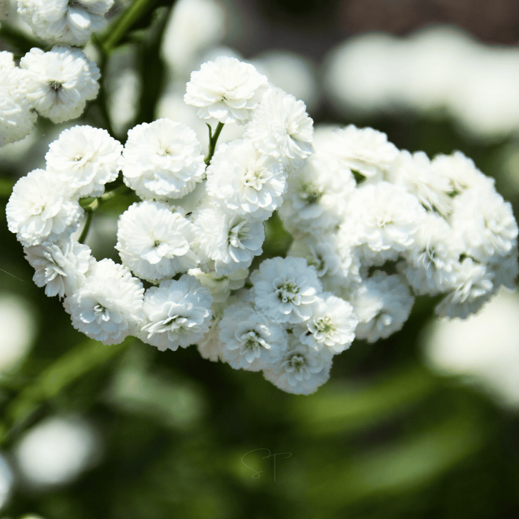 The Pearl Yarrow – 100 Seeds | Seeds | Wiccan Center