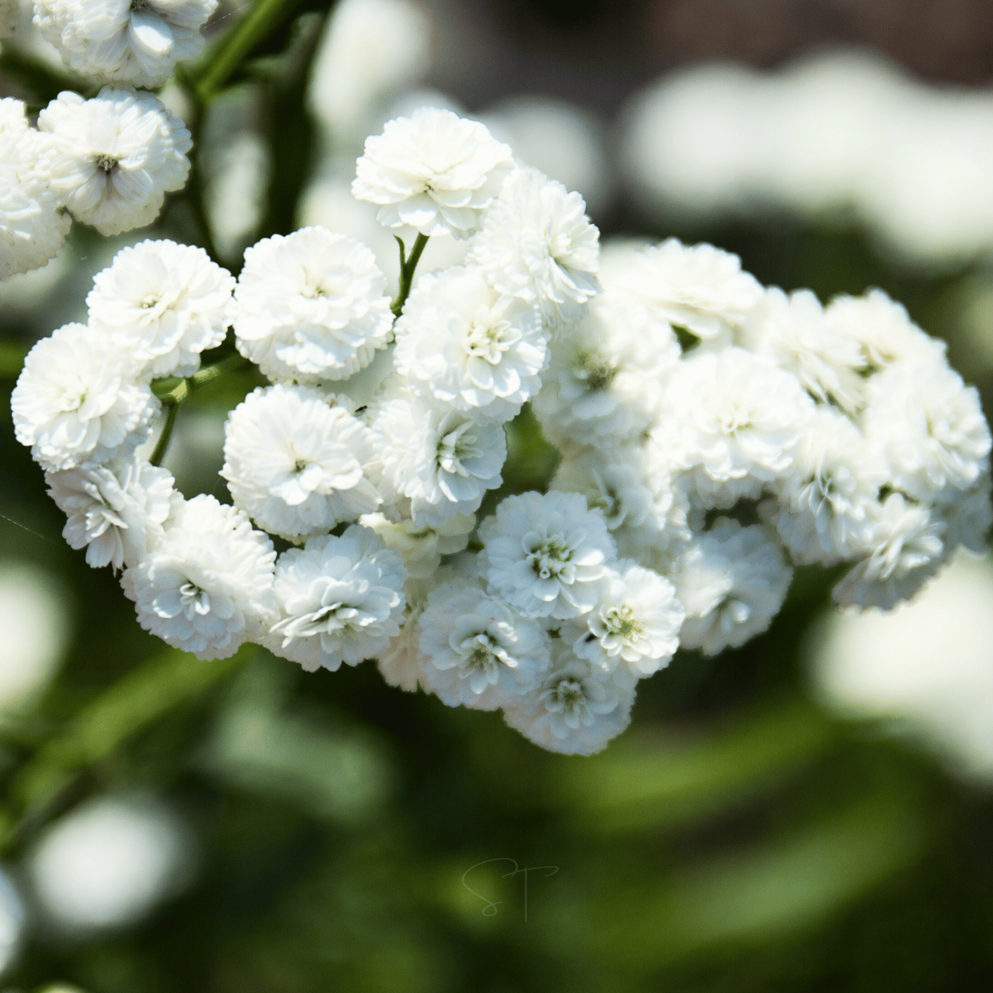 The Pearl Yarrow – 100 Seeds | Seeds | Wiccan Center