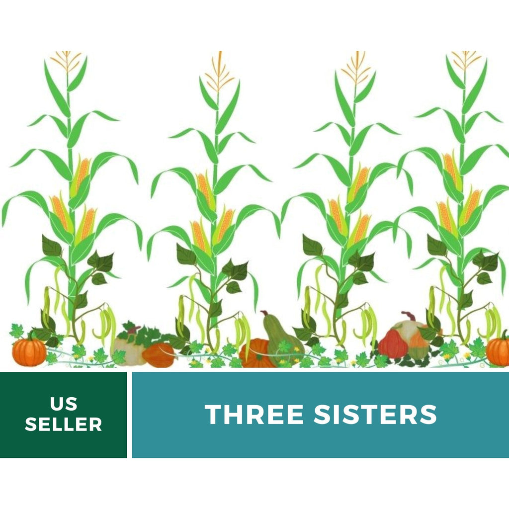 Three Sisters Seed Collection – Native American Farming – Corn, Bean, Squash | Seeds | Wiccan Center