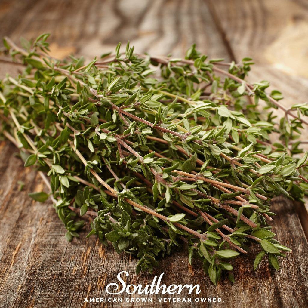 Common Thyme – 250 Seeds | Seeds | Wiccan Center