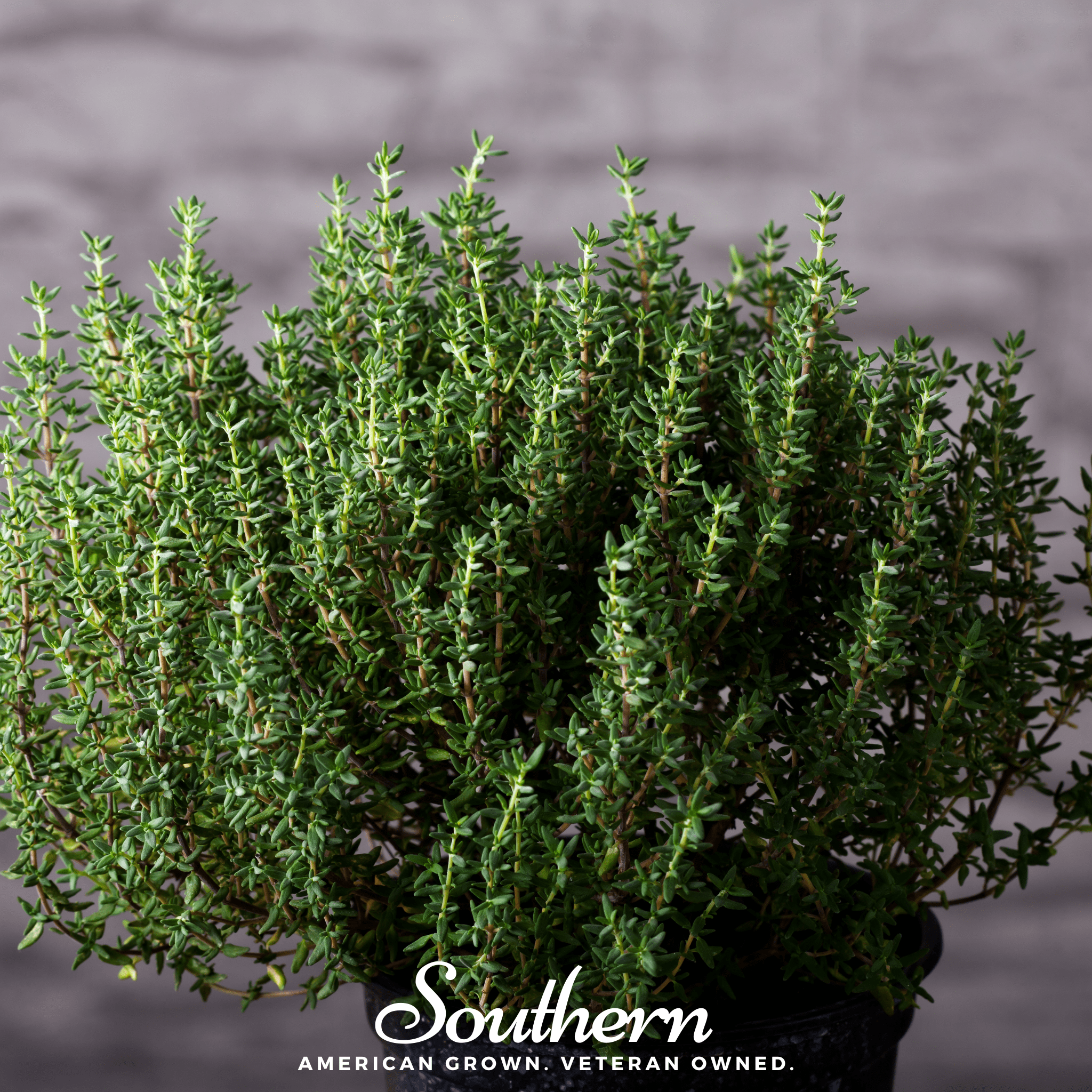 Common Thyme – 250 Seeds | Seeds | Wiccan Center