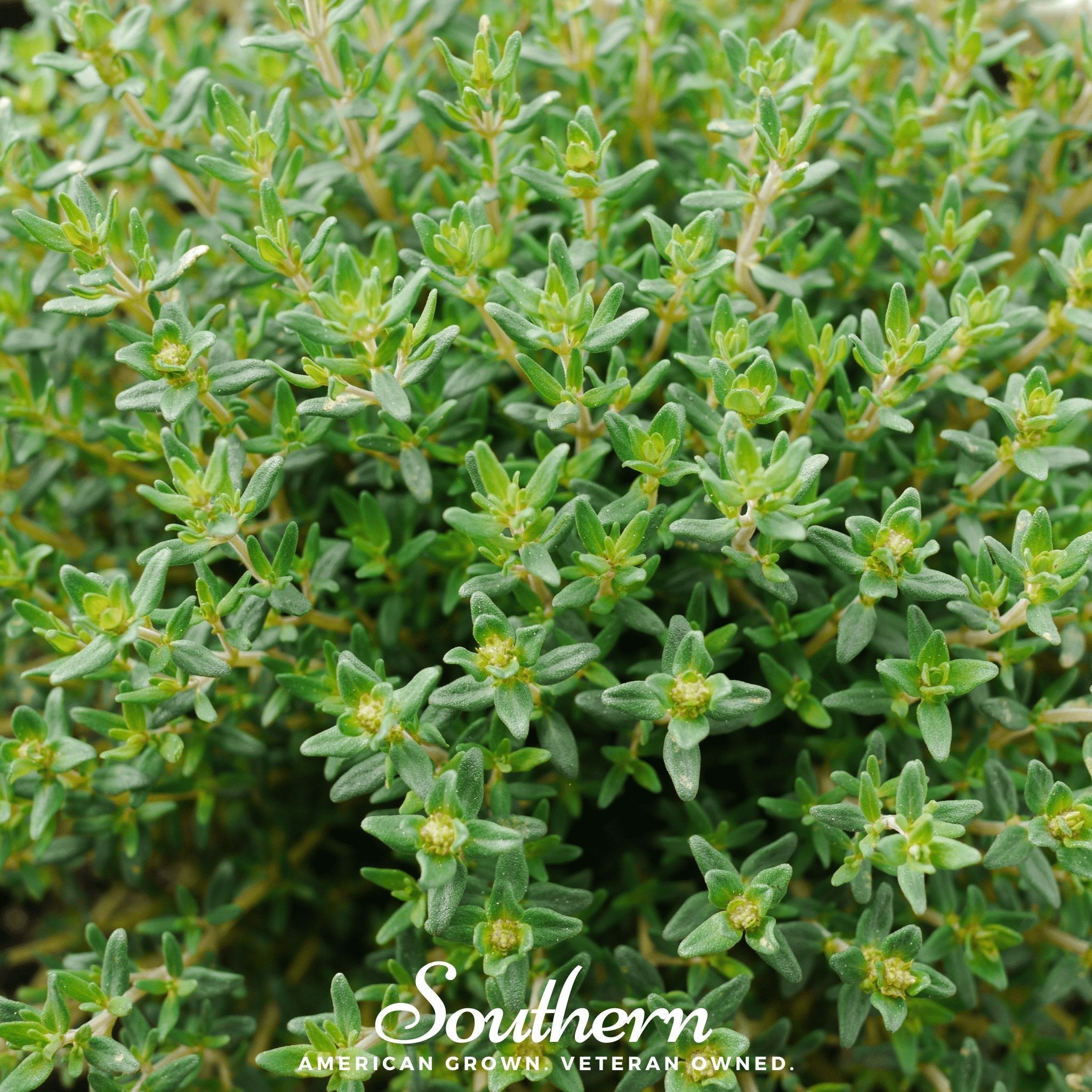 Common Thyme – 250 Seeds | Seeds | Wiccan Center